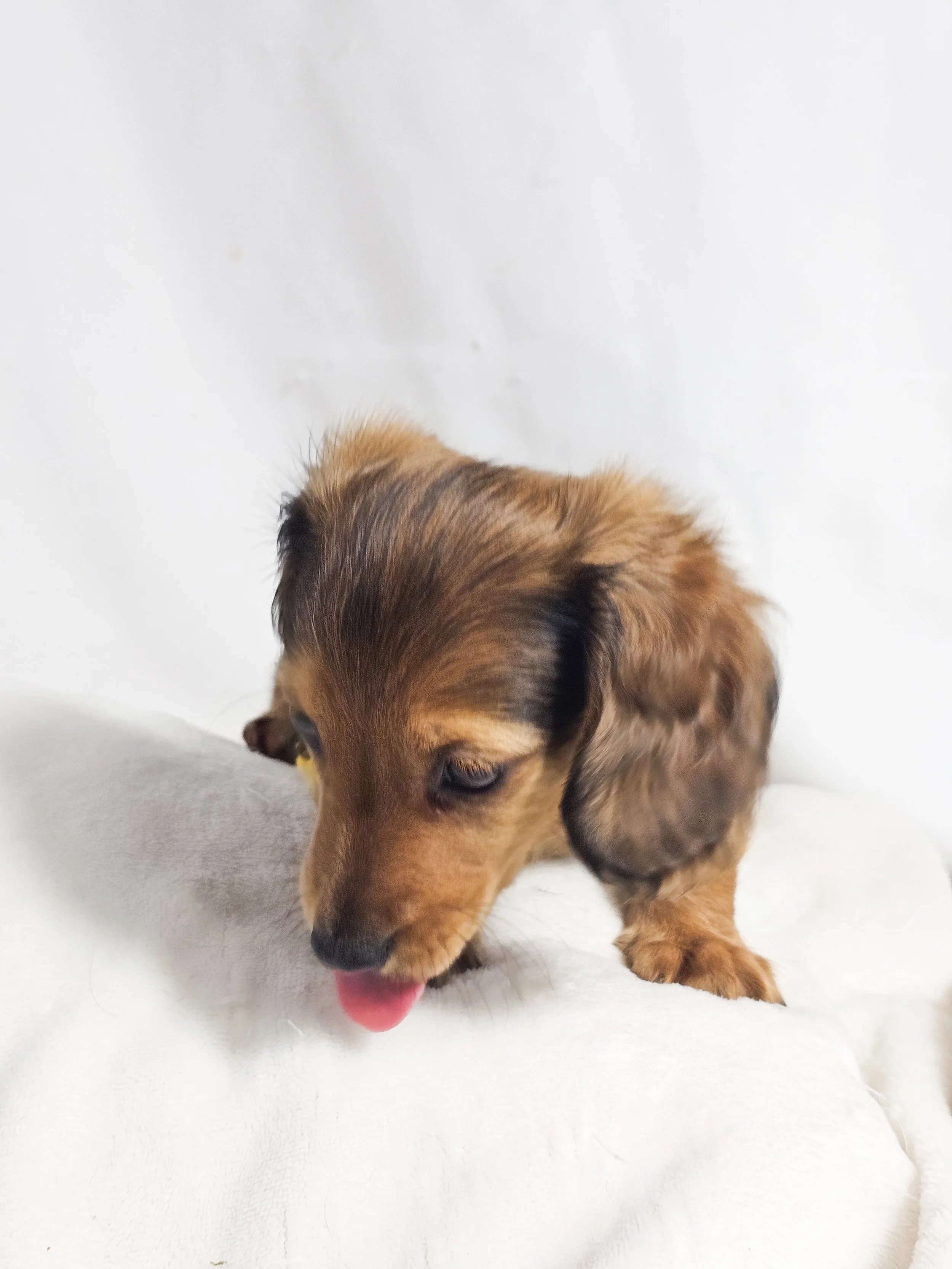 Plum aka Kylo (RESERVED, longhaired boy)