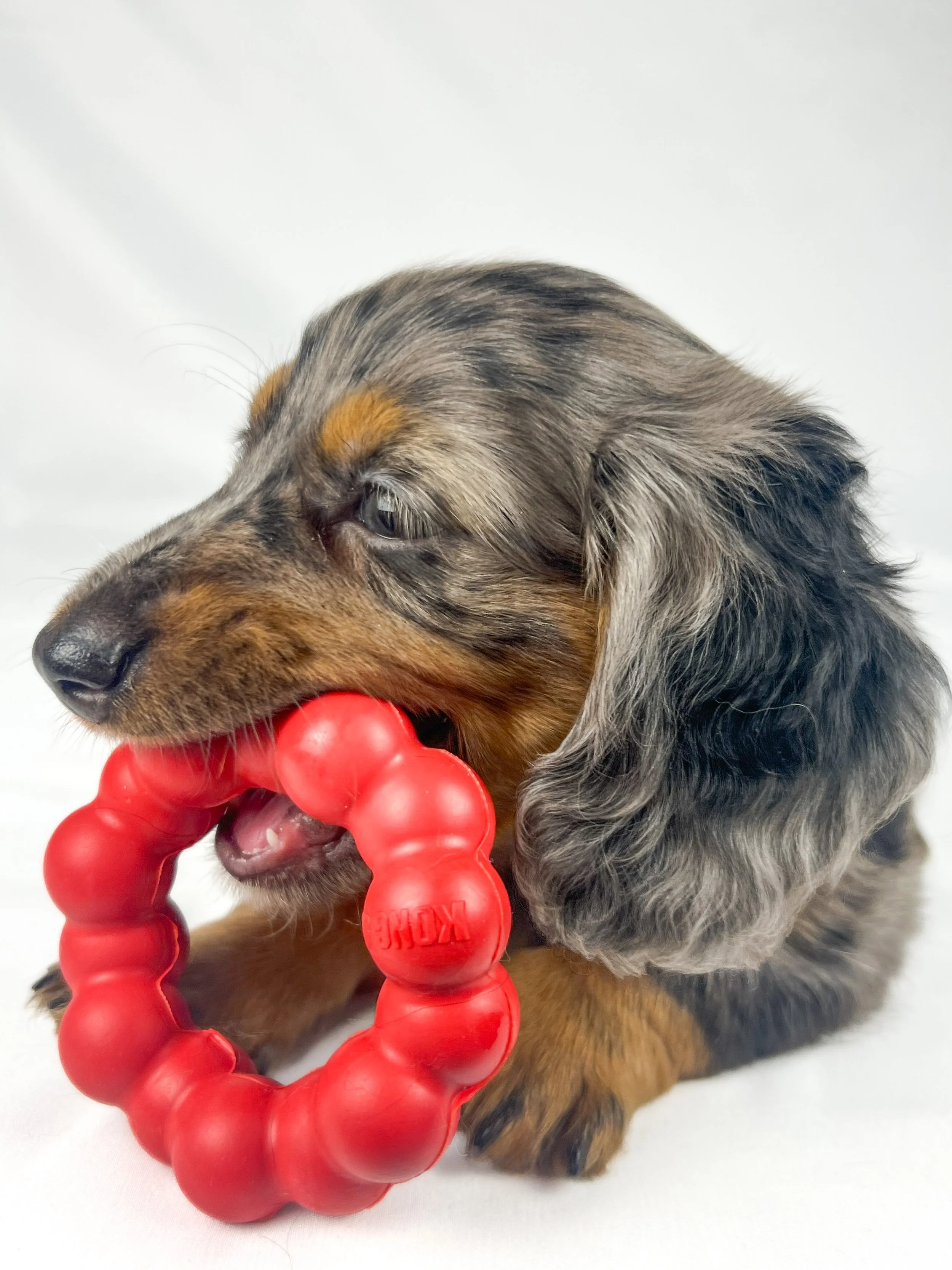 Cadbury aka Winston (RESERVED, longhaired boy)