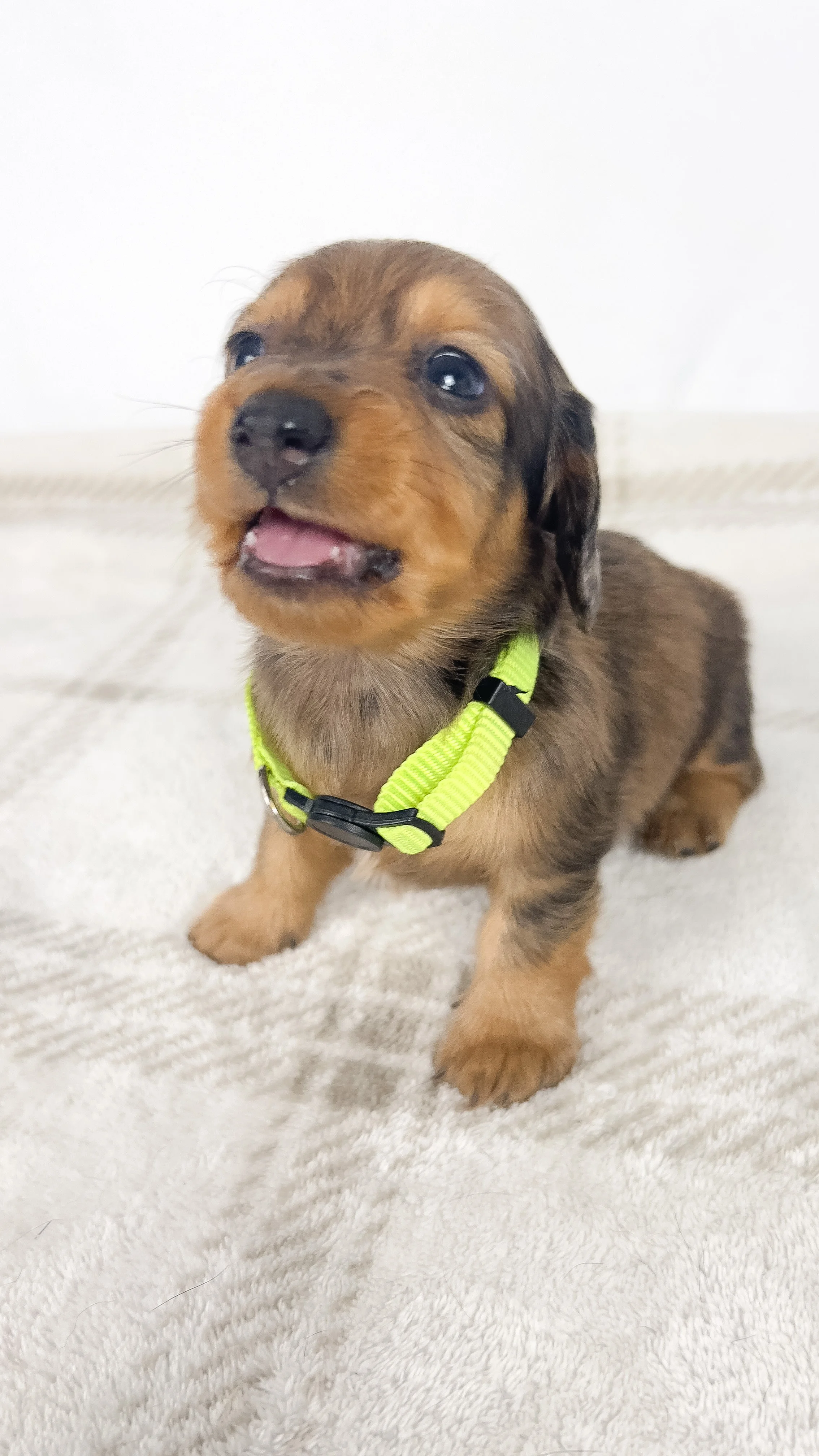 Peanuts (RESERVED, longhaired boy)