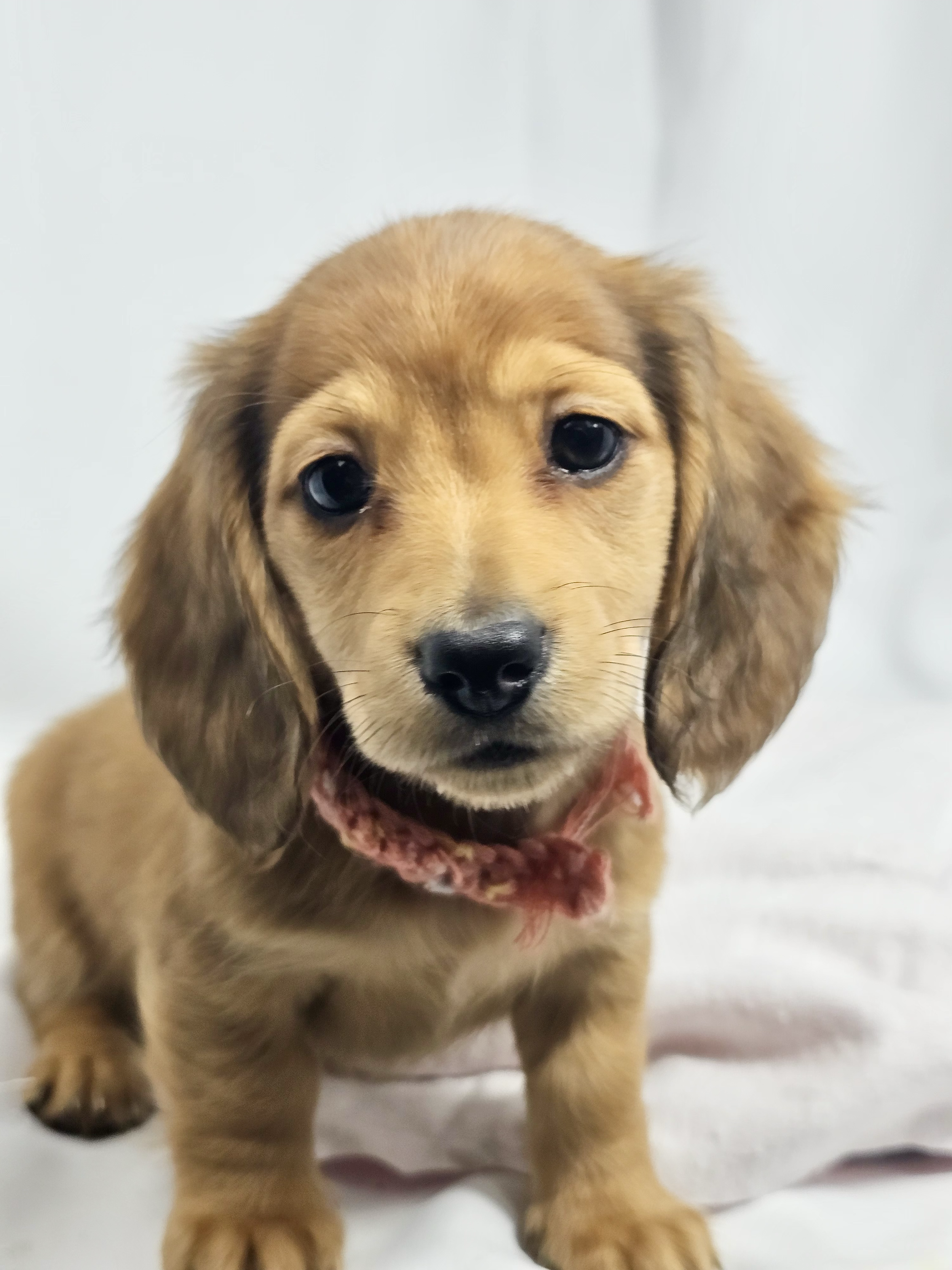 Bean aka Chloe (RESERVED, longhaired girl)