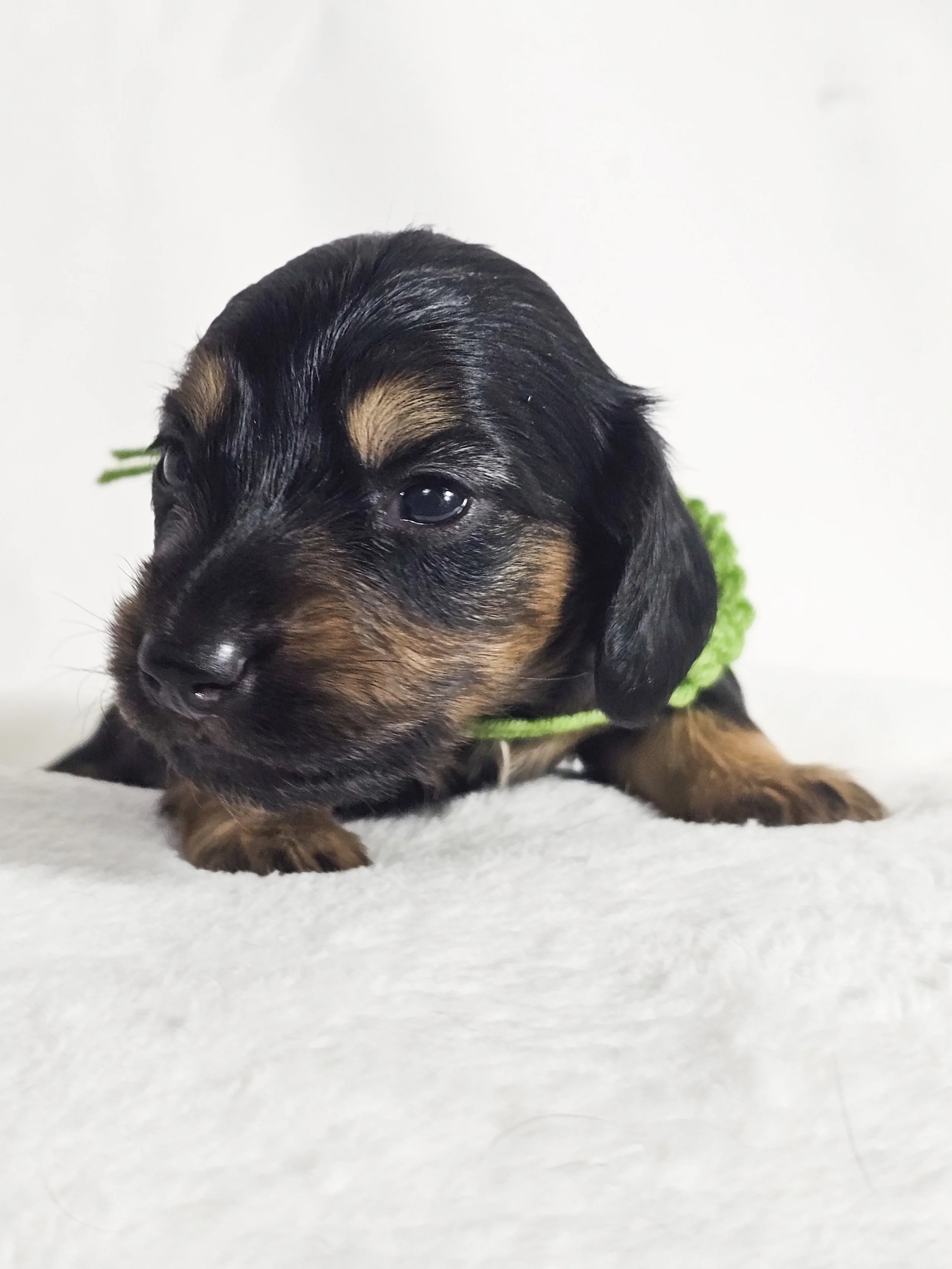 Pistachio Cream (longhaired girl, $3000 with a $500 deposit towards total)
