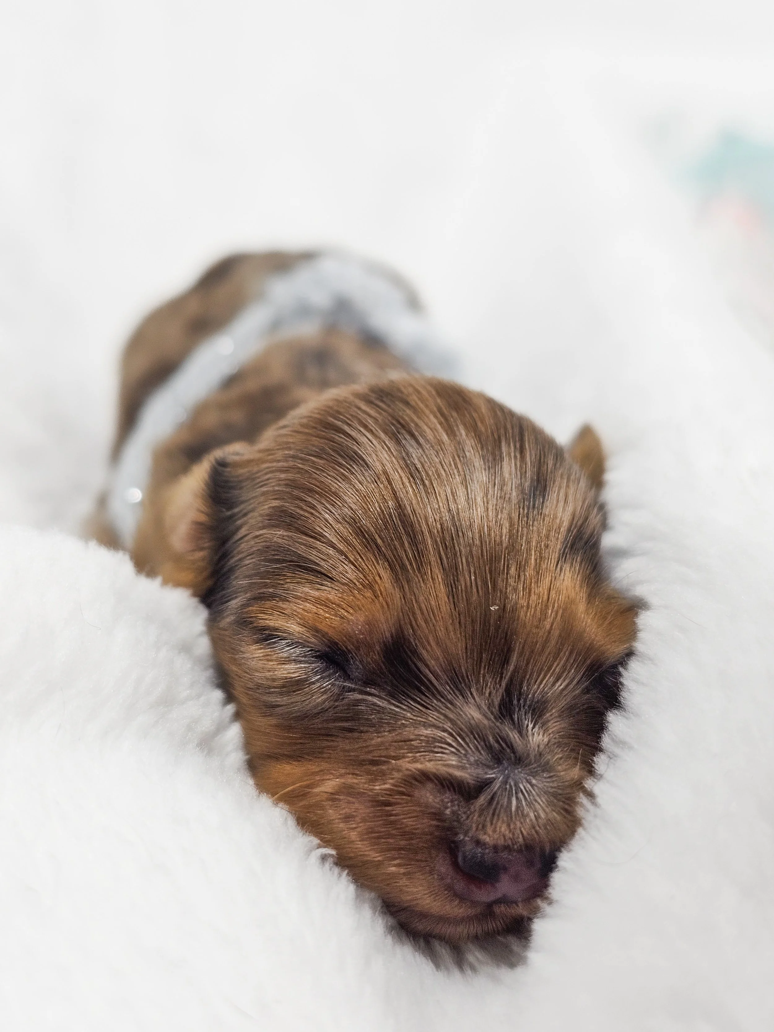 Orchid (RESERVED, longhaired girl)