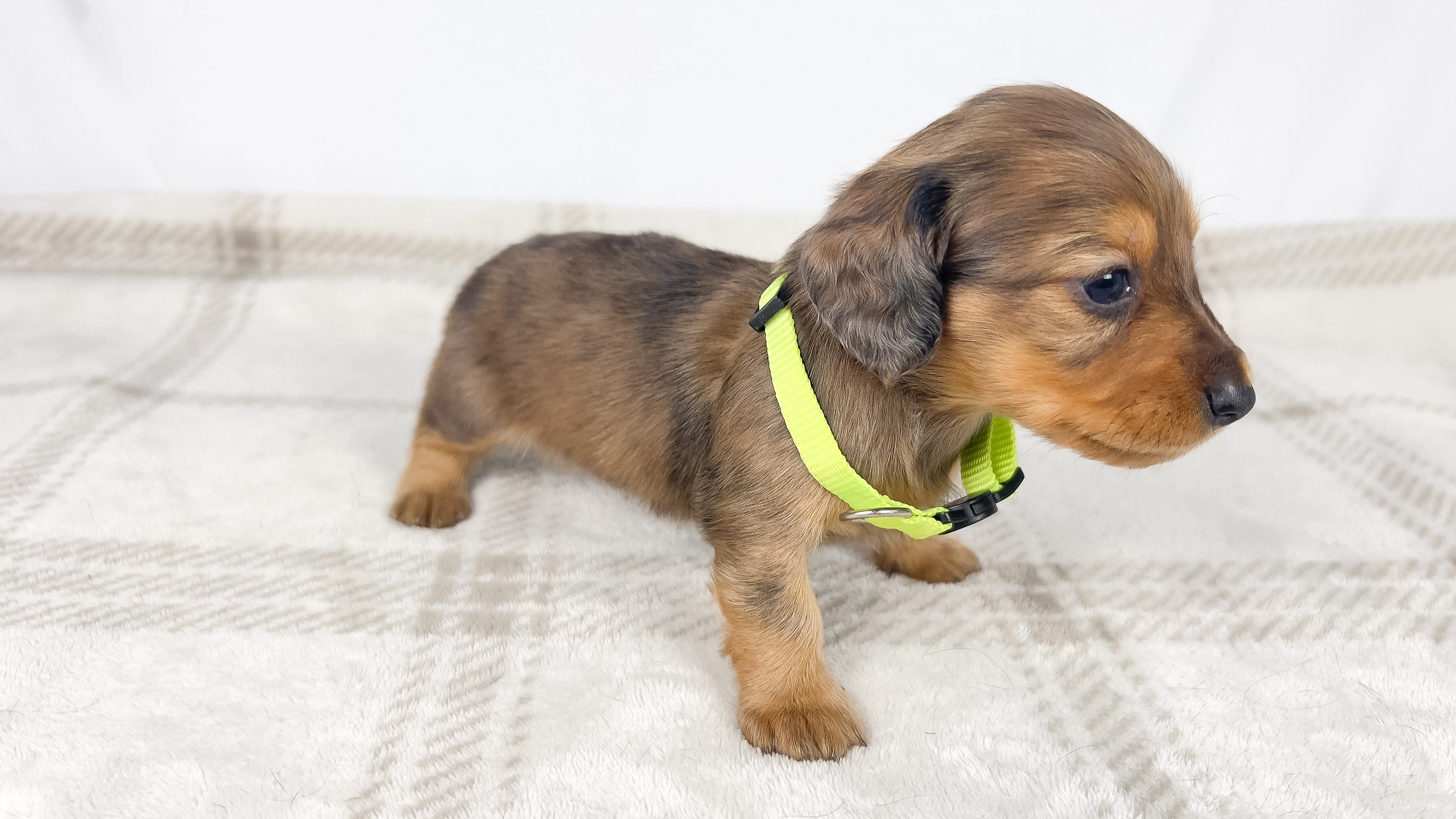 Peanuts (RESERVED, longhaired boy)