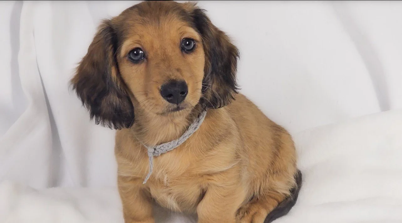 Shell (RESERVED, longhaired boy)
