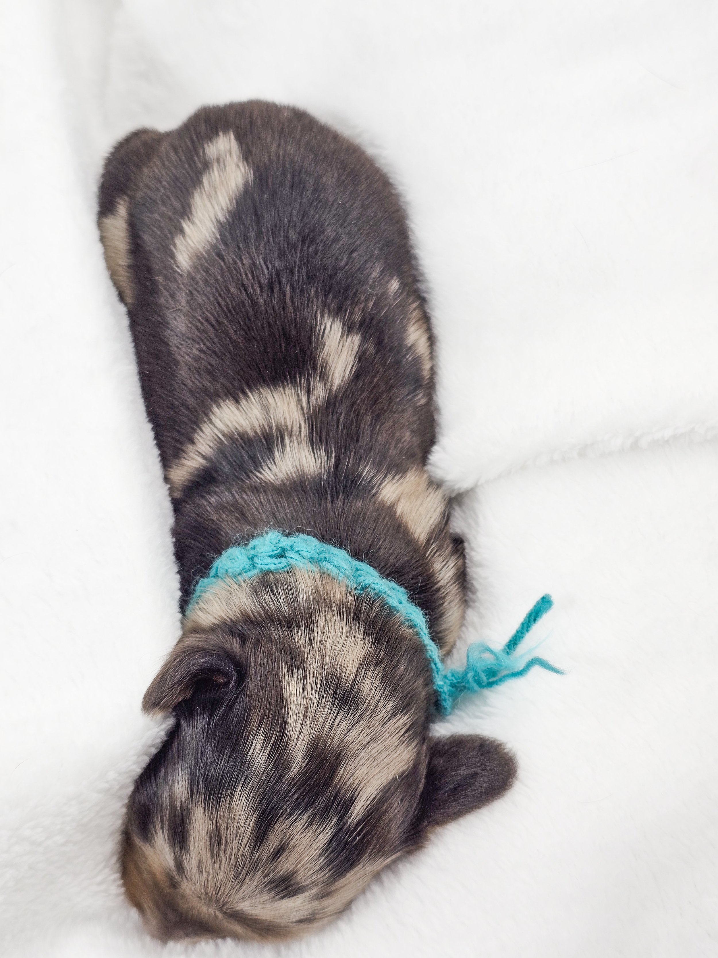 Tulip (RESERVED, longhaired girl)