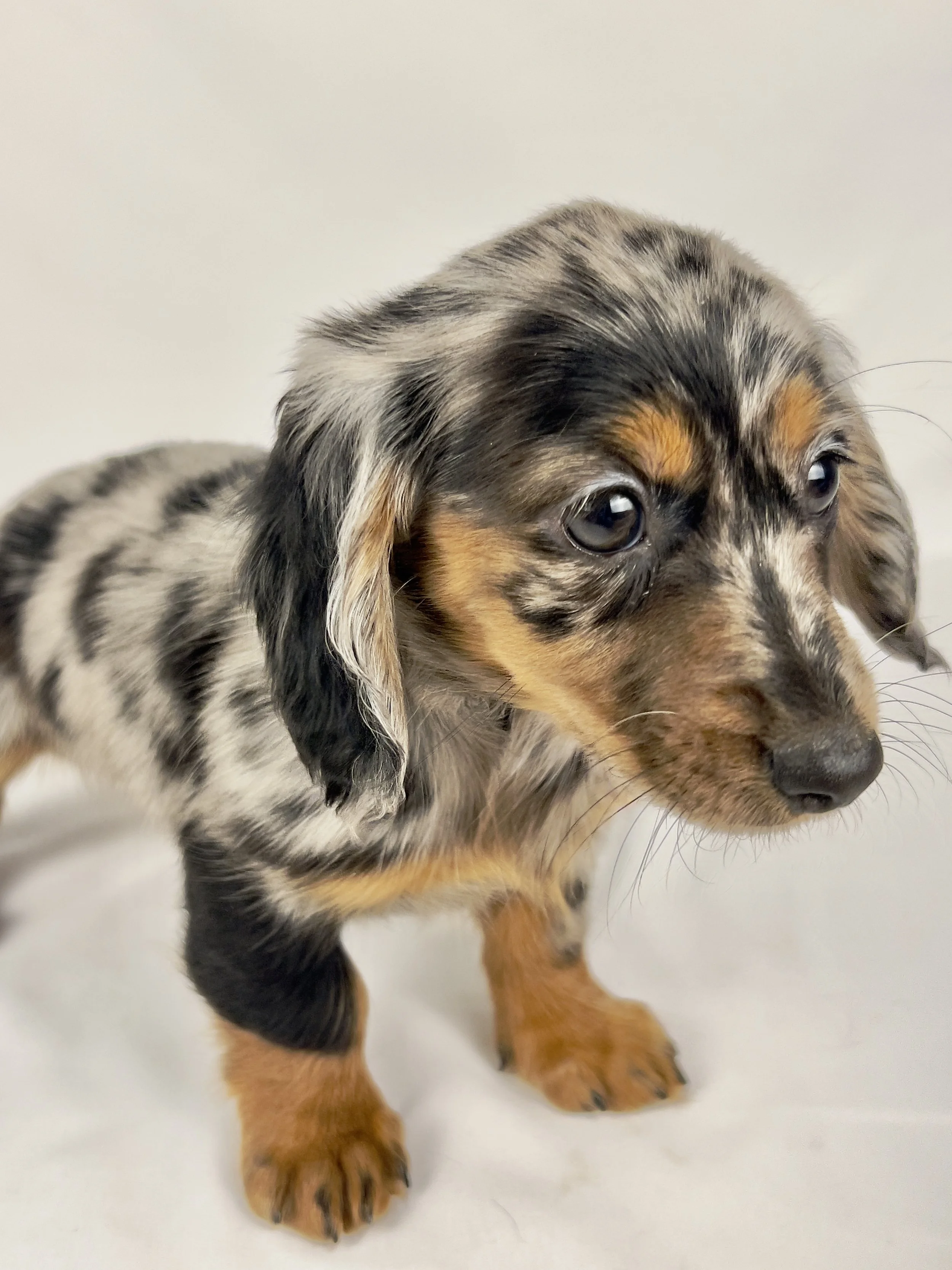 Egg aka Winnie (RESERVED, longhaired girl)