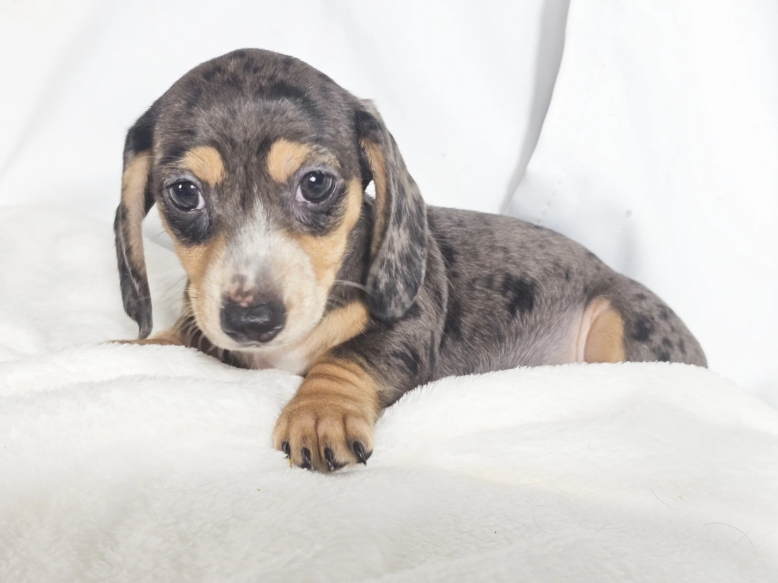 Chili cheese (RESERVED, shorthaired boy)