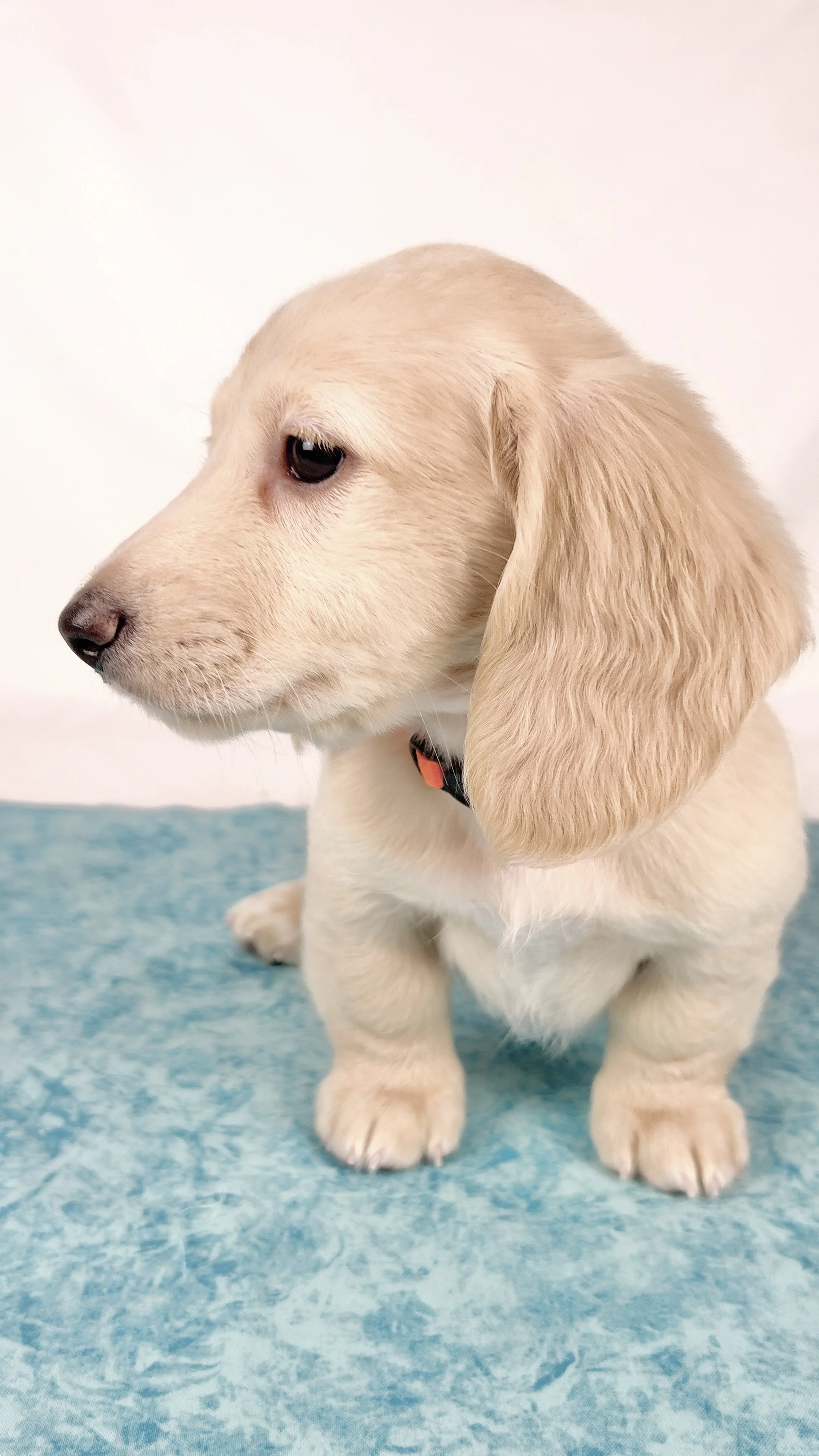 Cheddar aka Benson (RESERVED, longhaired boy)