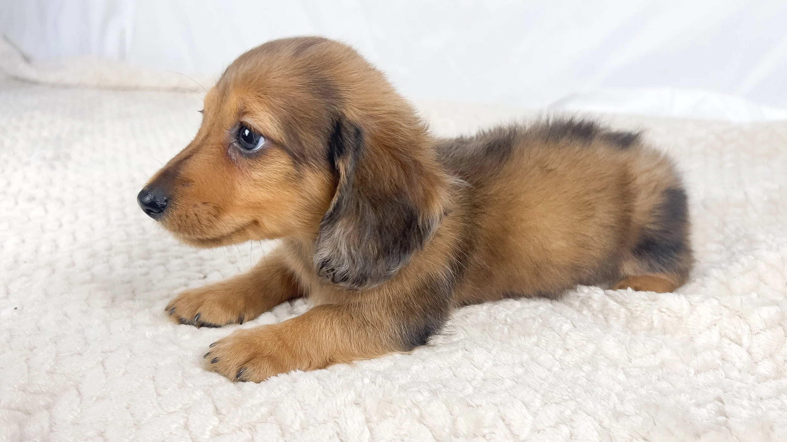 Peanuts (RESERVED, longhaired boy)