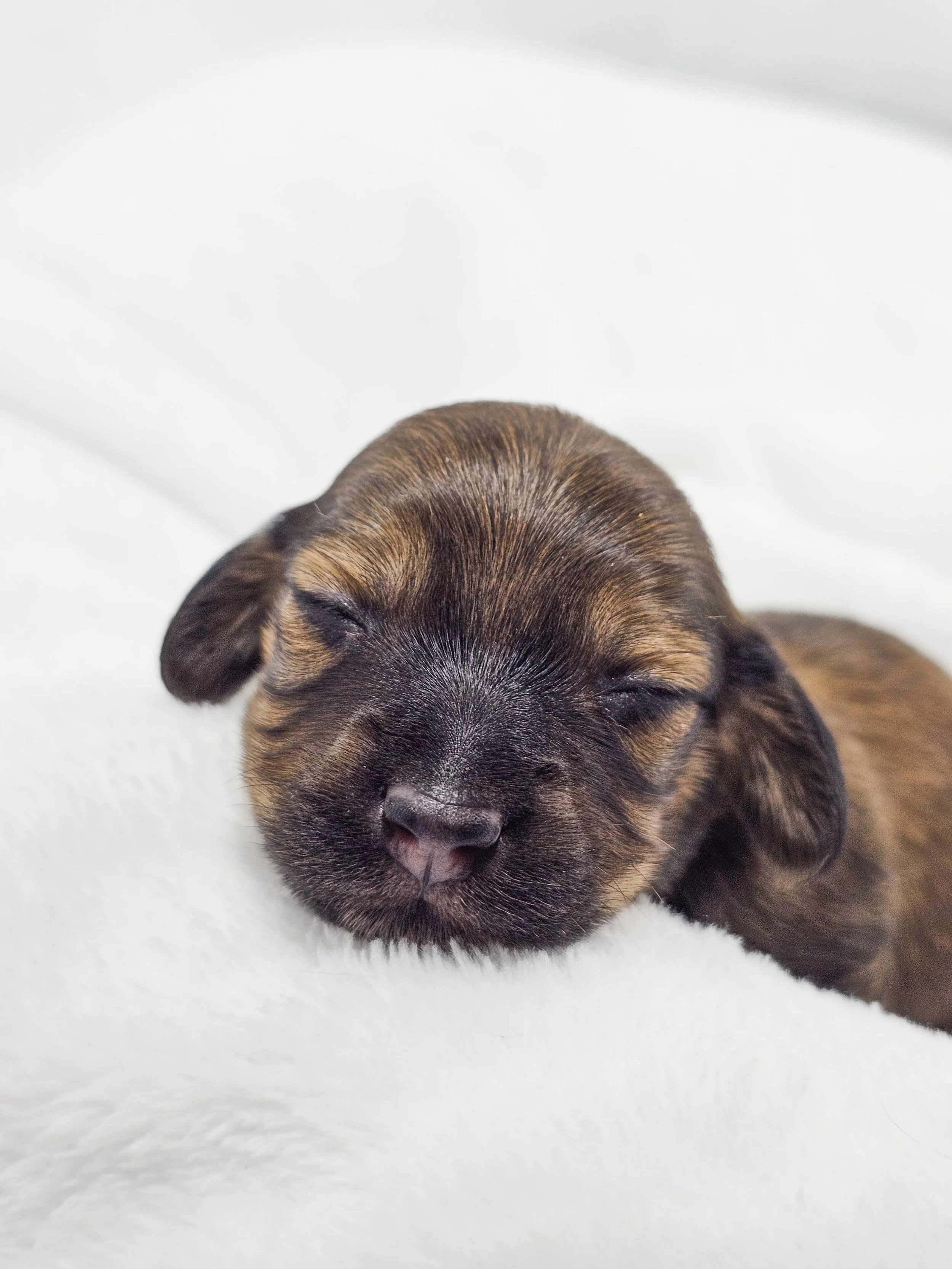 Sunflower (longhaired girl, $4000 with a $500 deposit towards total)