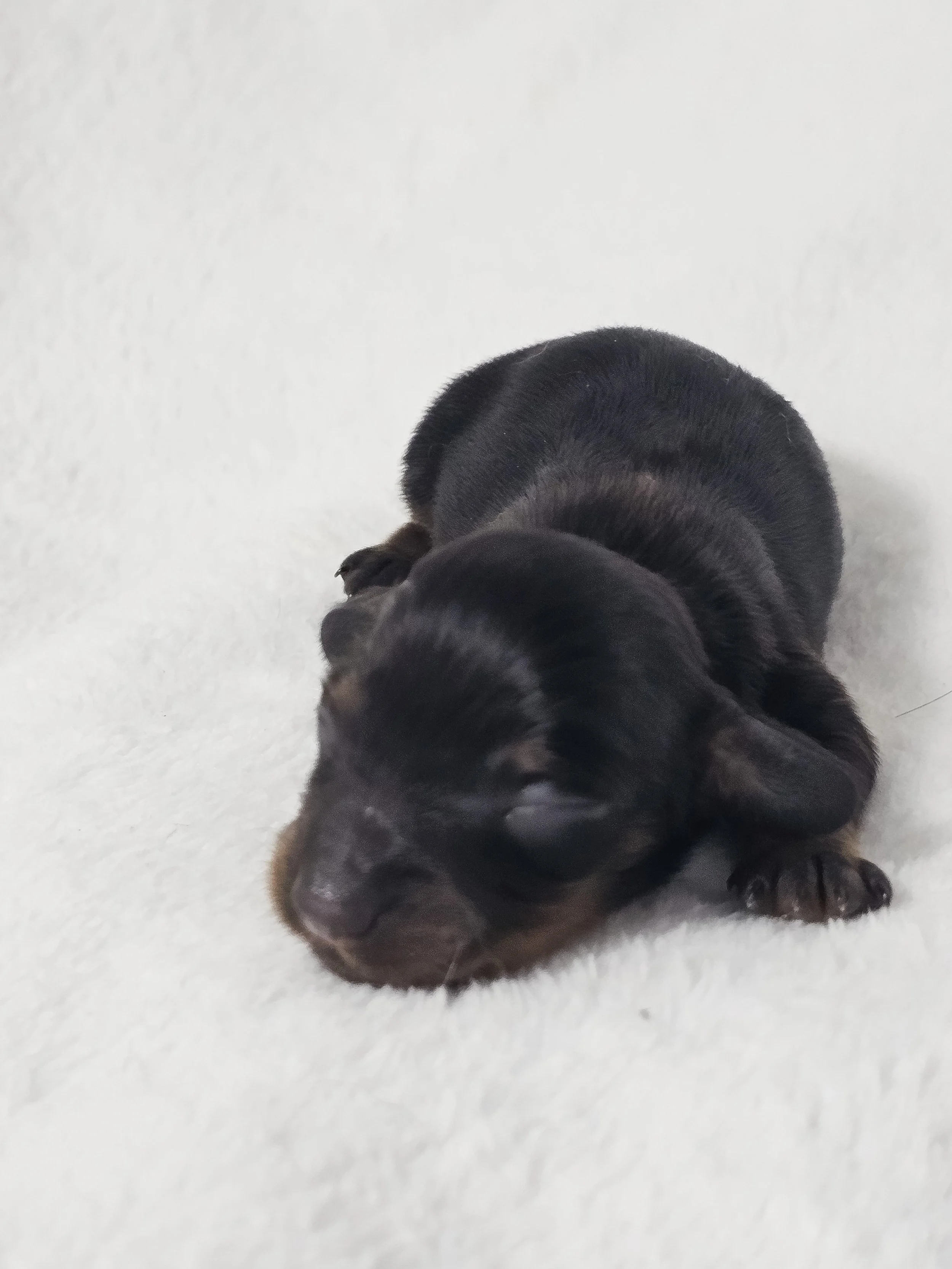 Berry (longhaired girl, $3000 with a $500 deposit towards total)