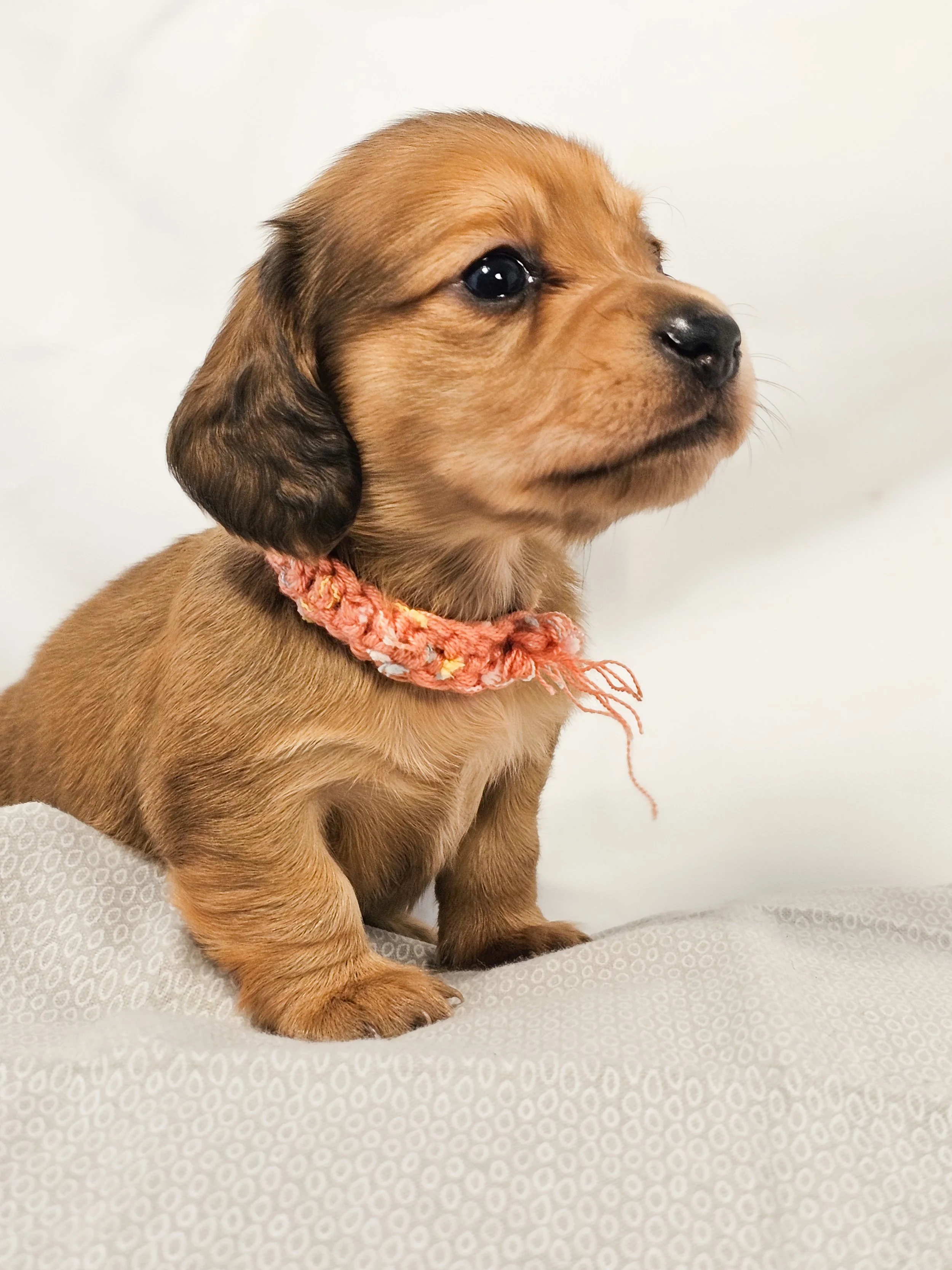 Bean (longhaired girl, $4000 with a $500 deposit towards the total)