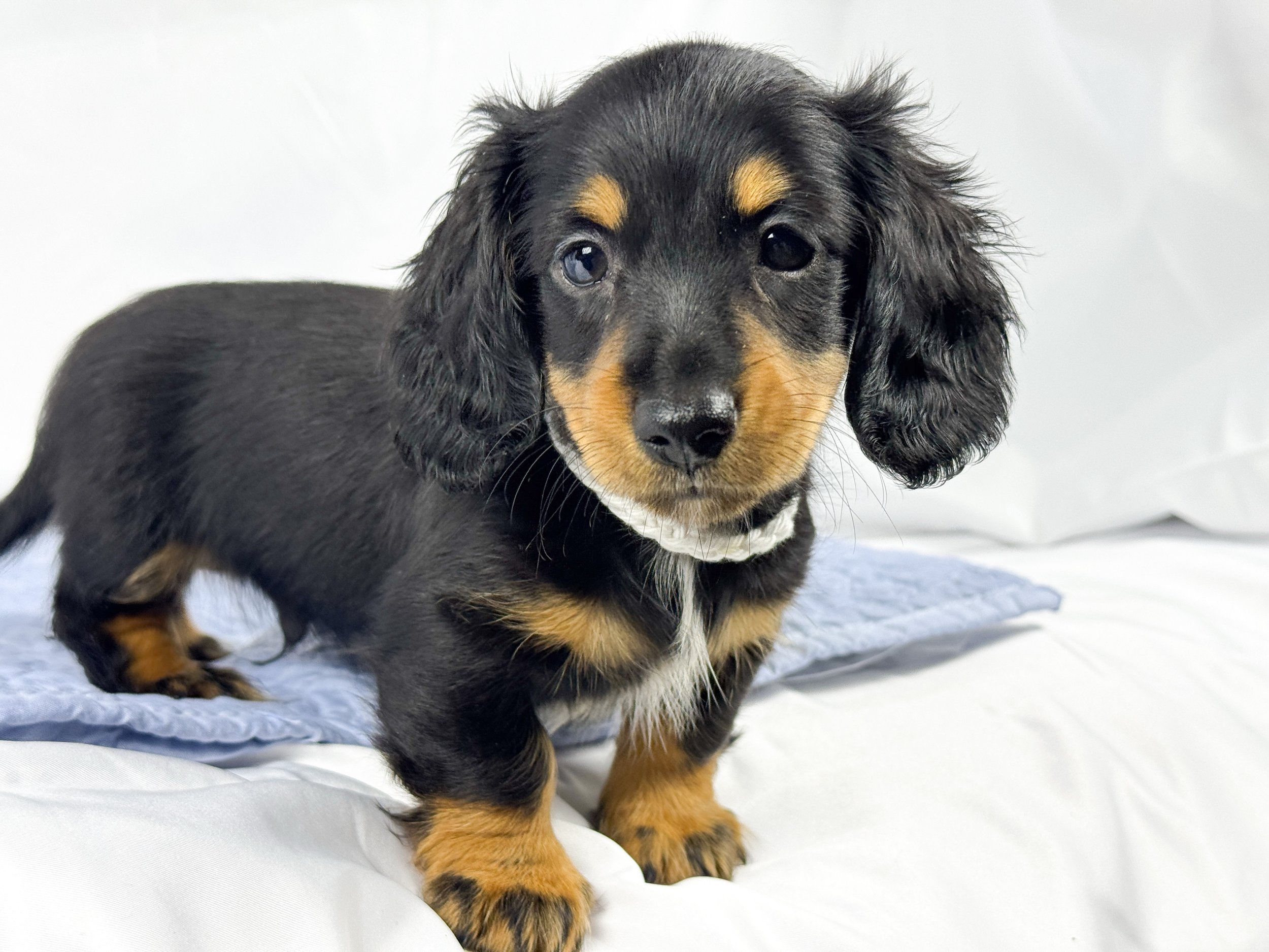 Dill pickle aka Arlo (RESERVED, longhaired boy)