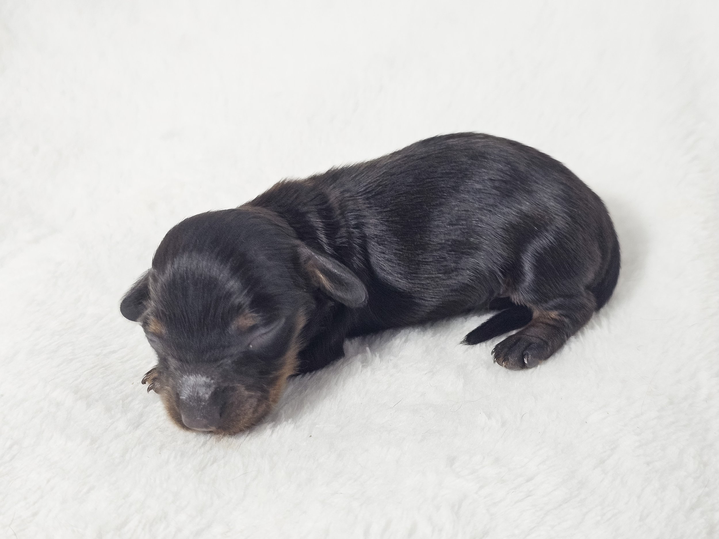 Berry (longhaired girl, $3000 with a $500 deposit towards total)