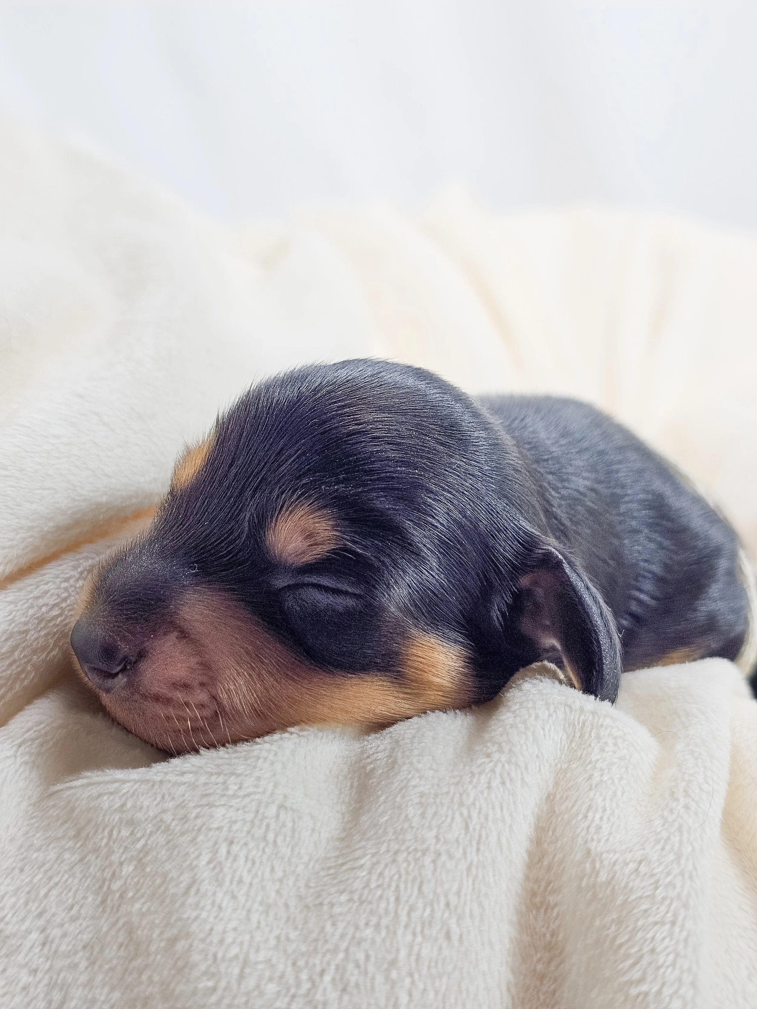 Cheese (longhaired boy, $3300 with a $500 deposit towards total)
