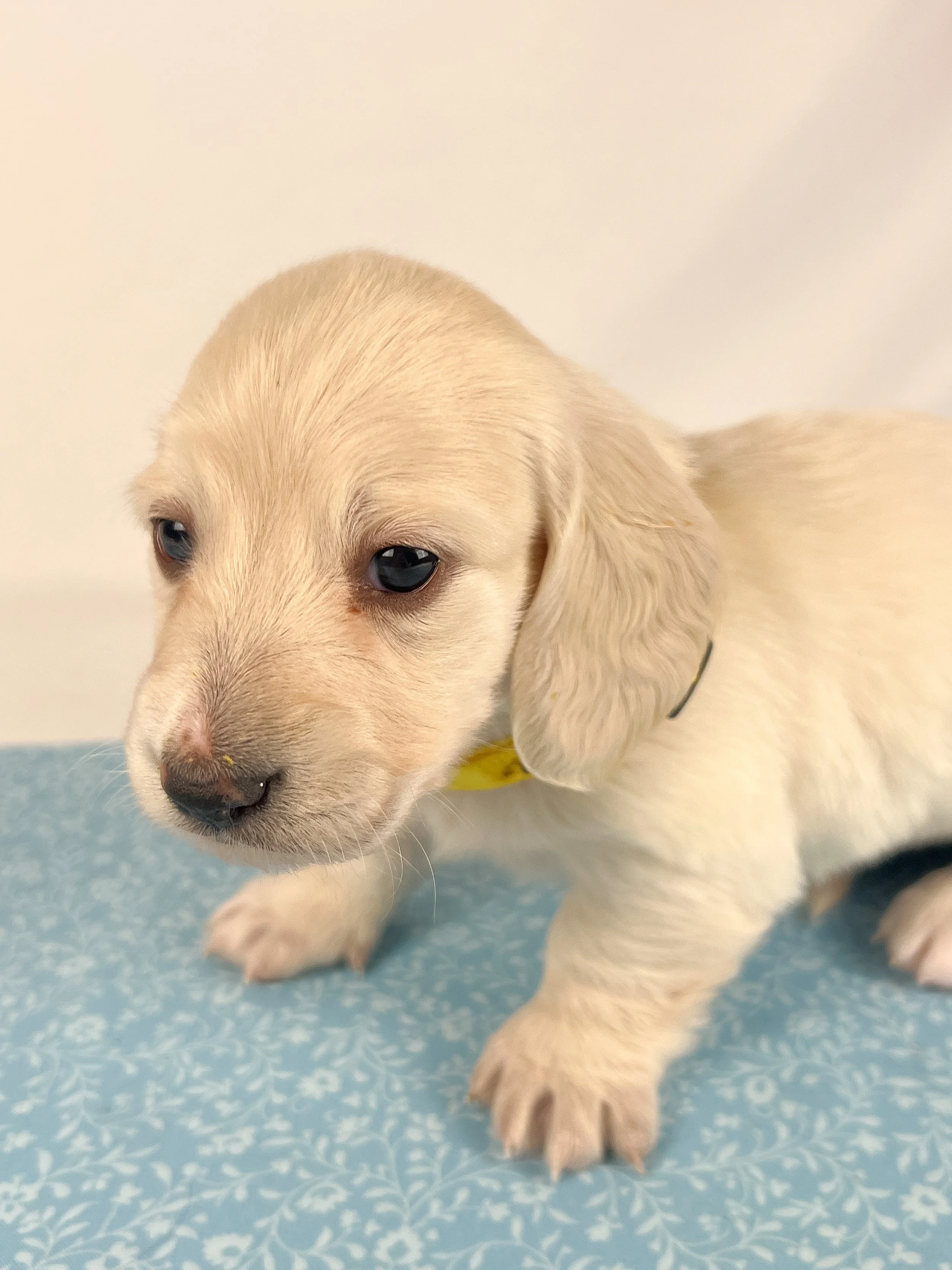 Mozzarella (longhaired boy, $4000 with a $500 deposit towards total)
