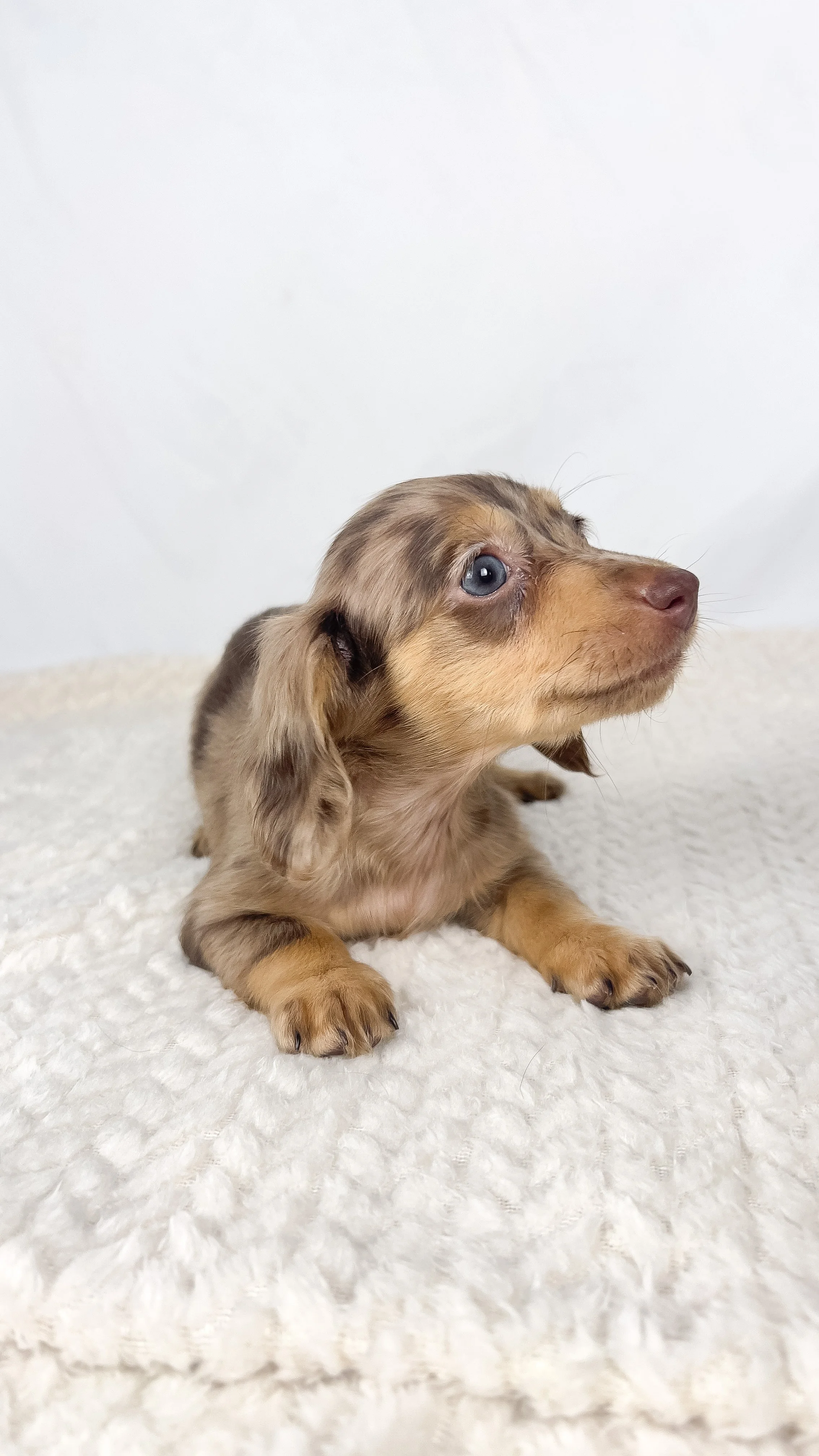 Hot fudge aka Reese (RESERVED, longhaired girl)