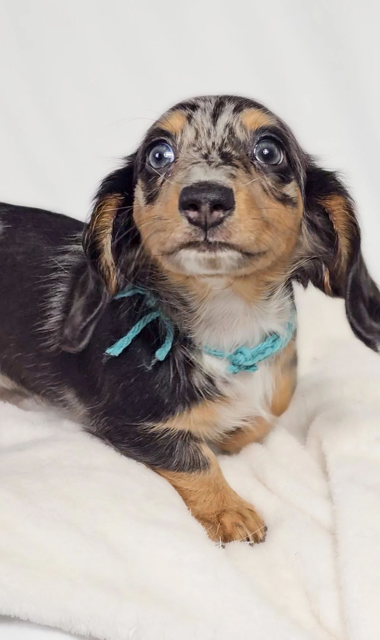 Tulip (RESERVED, longhaired girl)