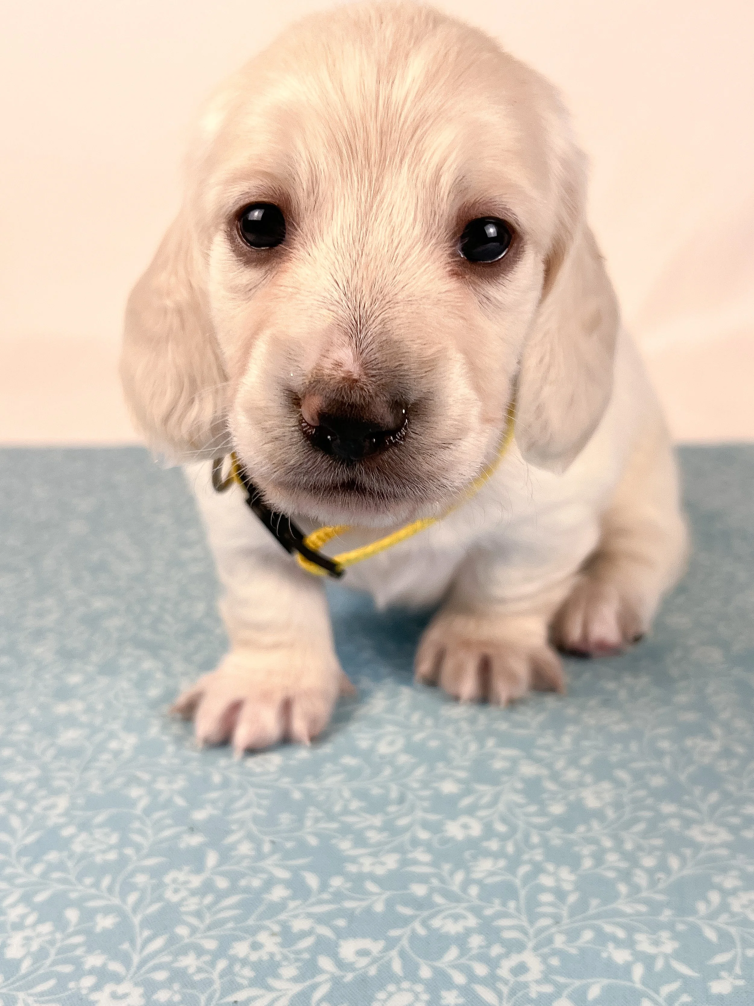 Mozzarella (longhaired boy, $4000 with a $500 deposit towards total)