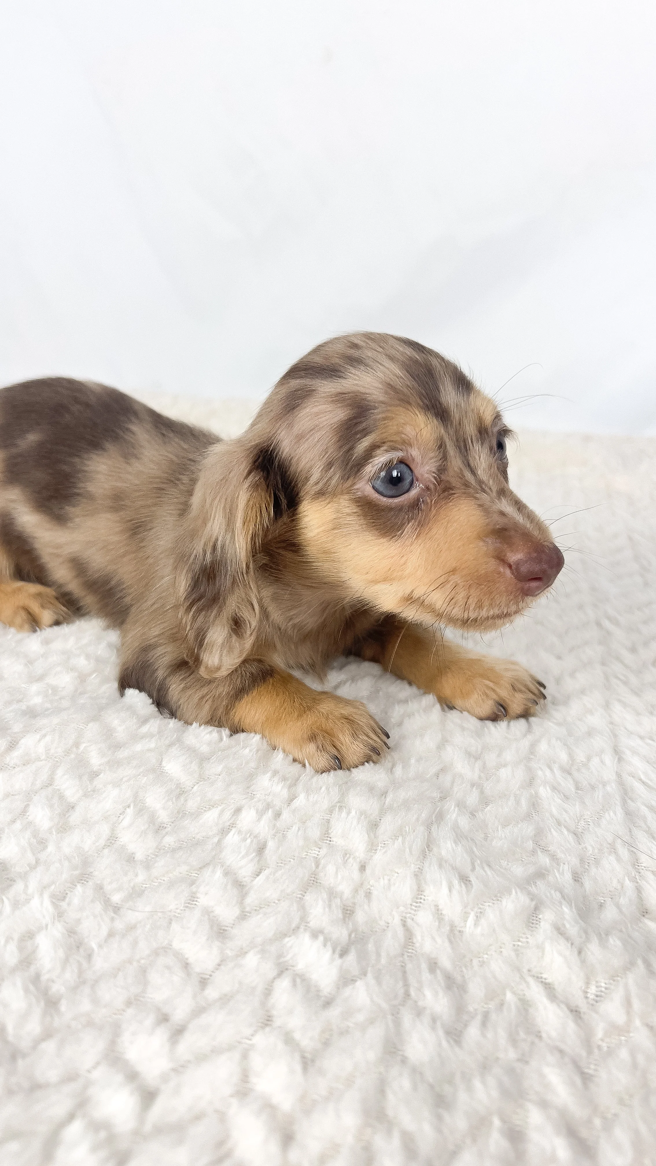 Hot fudge aka Reese (RESERVED, longhaired girl)