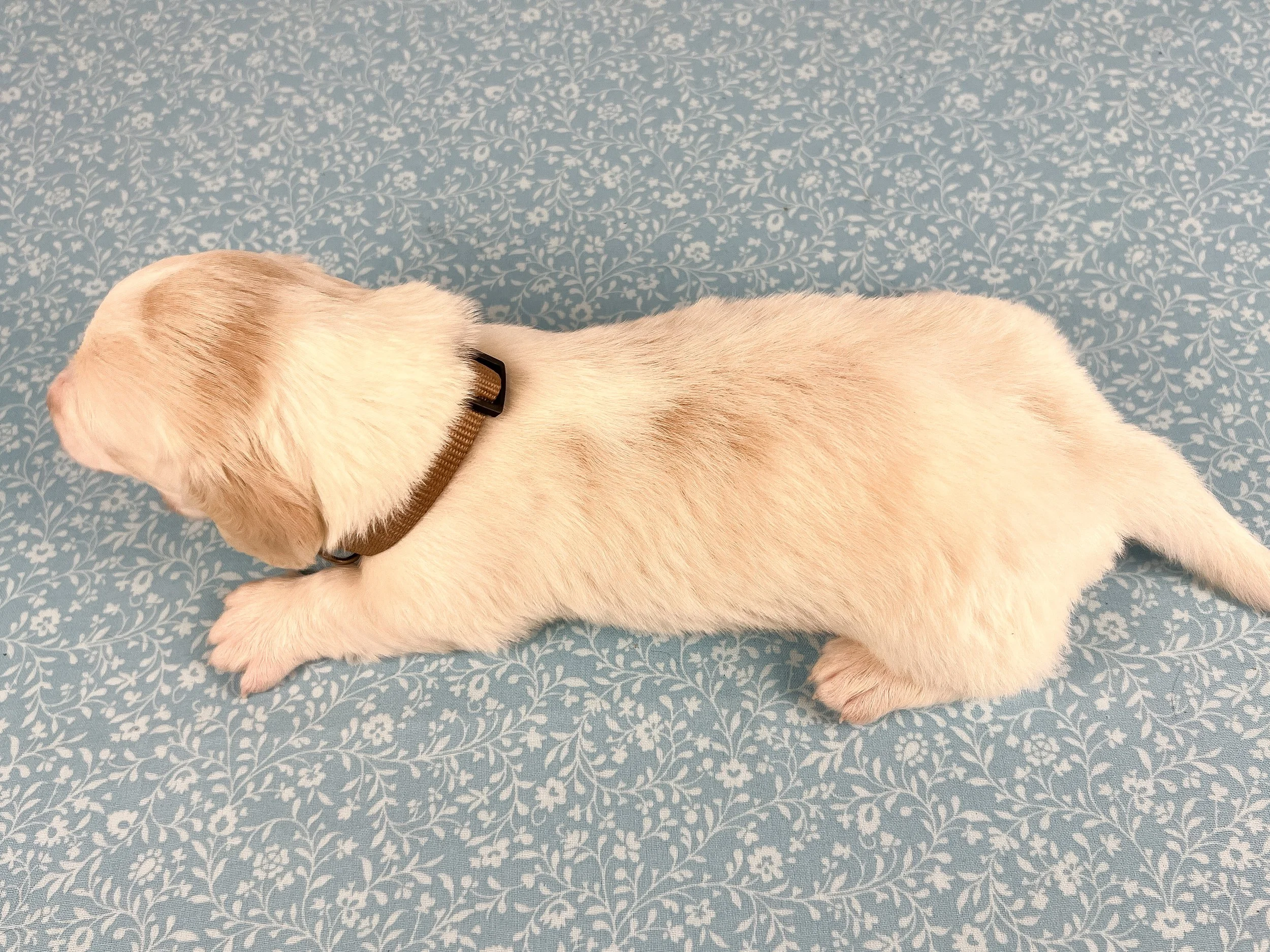 Pepperjack (longhaired boy, $4000 with a $500 deposit towards total)