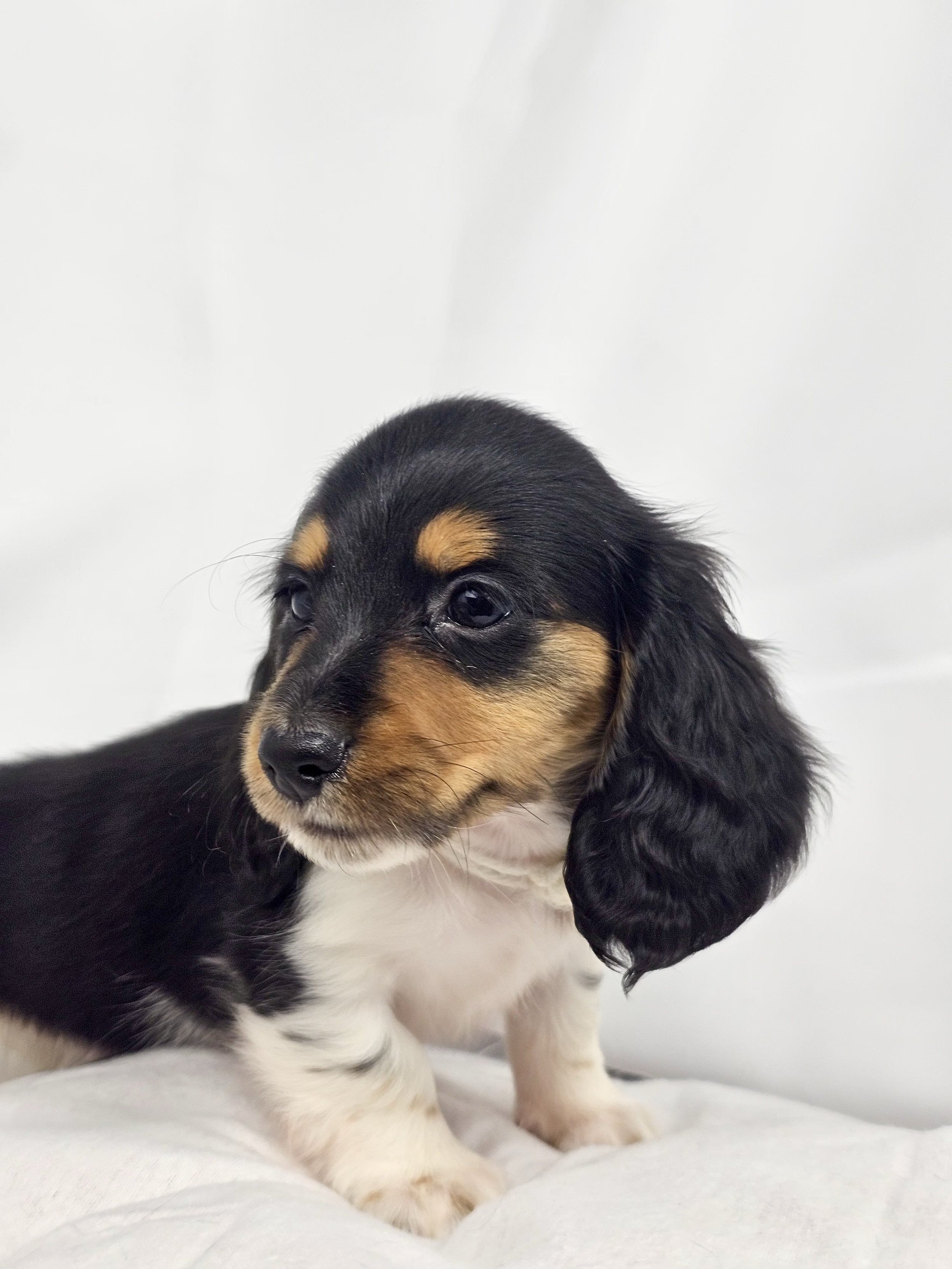 Marshmallow (RESERVED, longhaired boy)