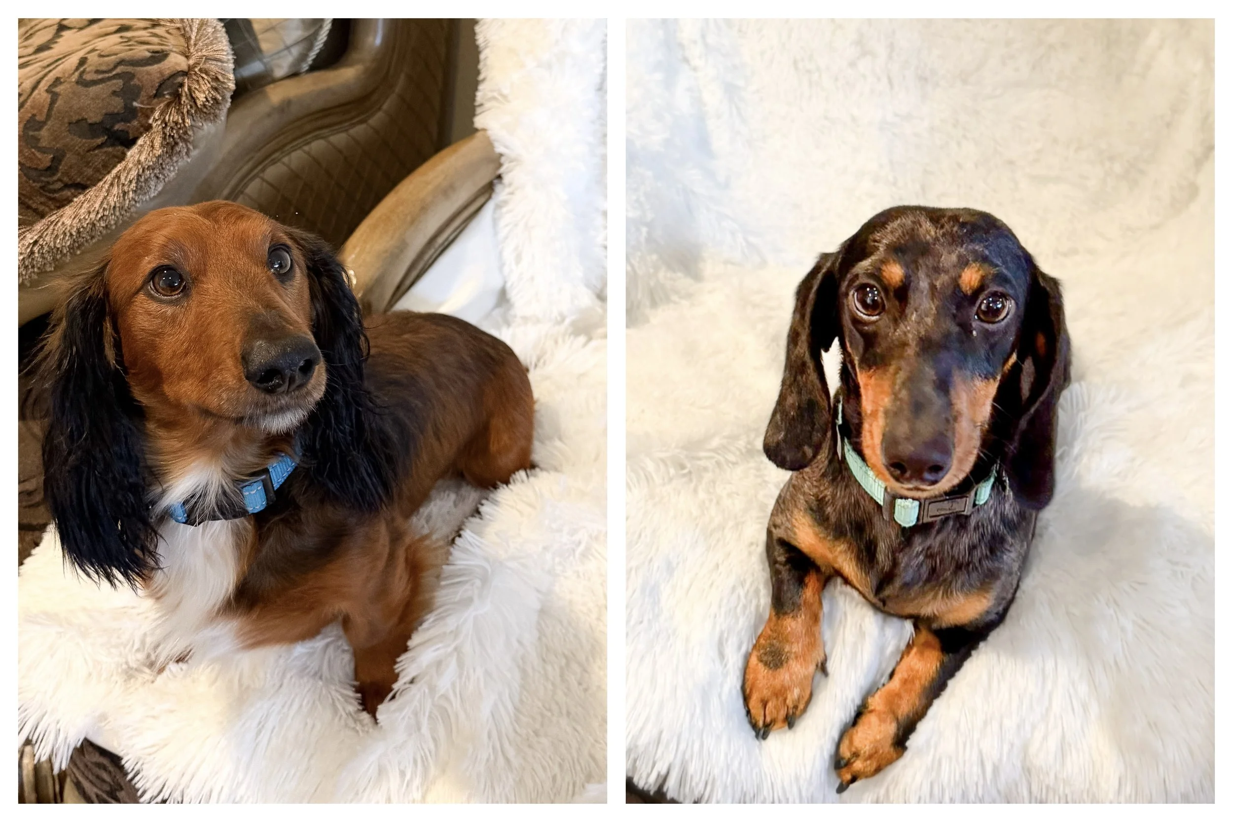 Side-by-side photos of two dachshunds with brown and black fur, both sitting on carpeted floors indoors.
