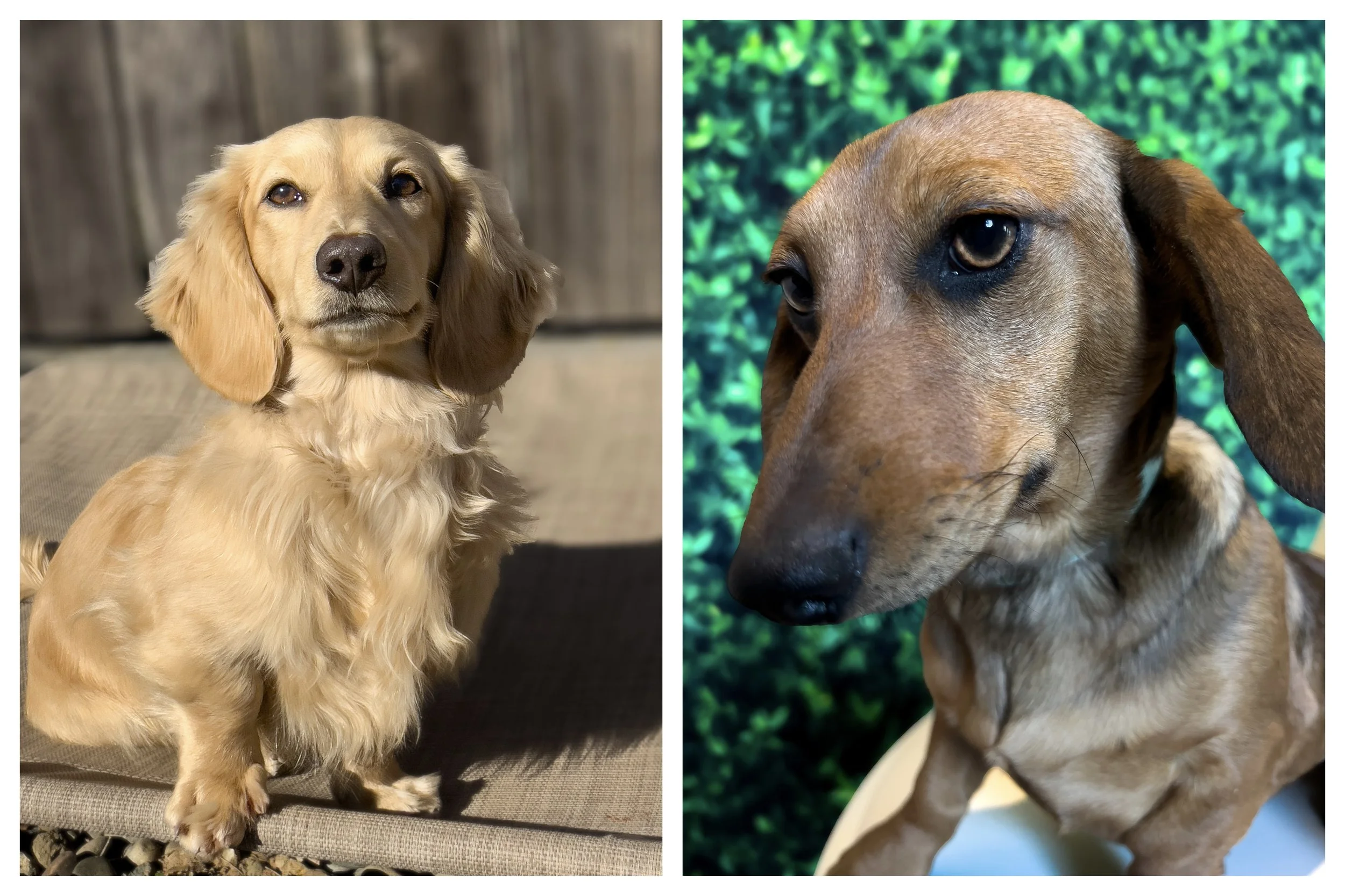 Side-by-side photos of two long-haired dachshund puppies with brown and black fur, both sitting on carpeted floors indoors.