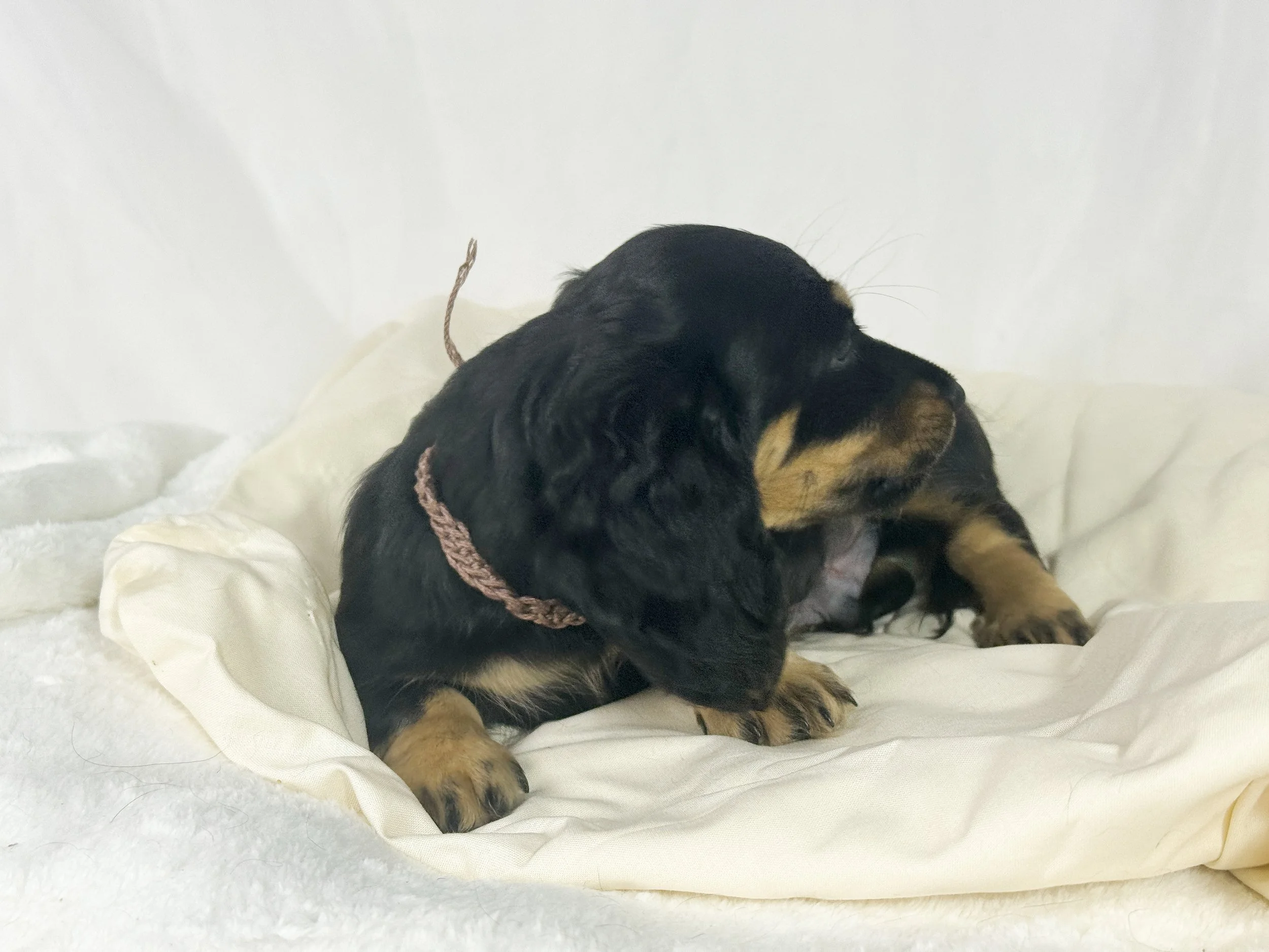 Chocolate Cream (RESERVED, longhaired boy)