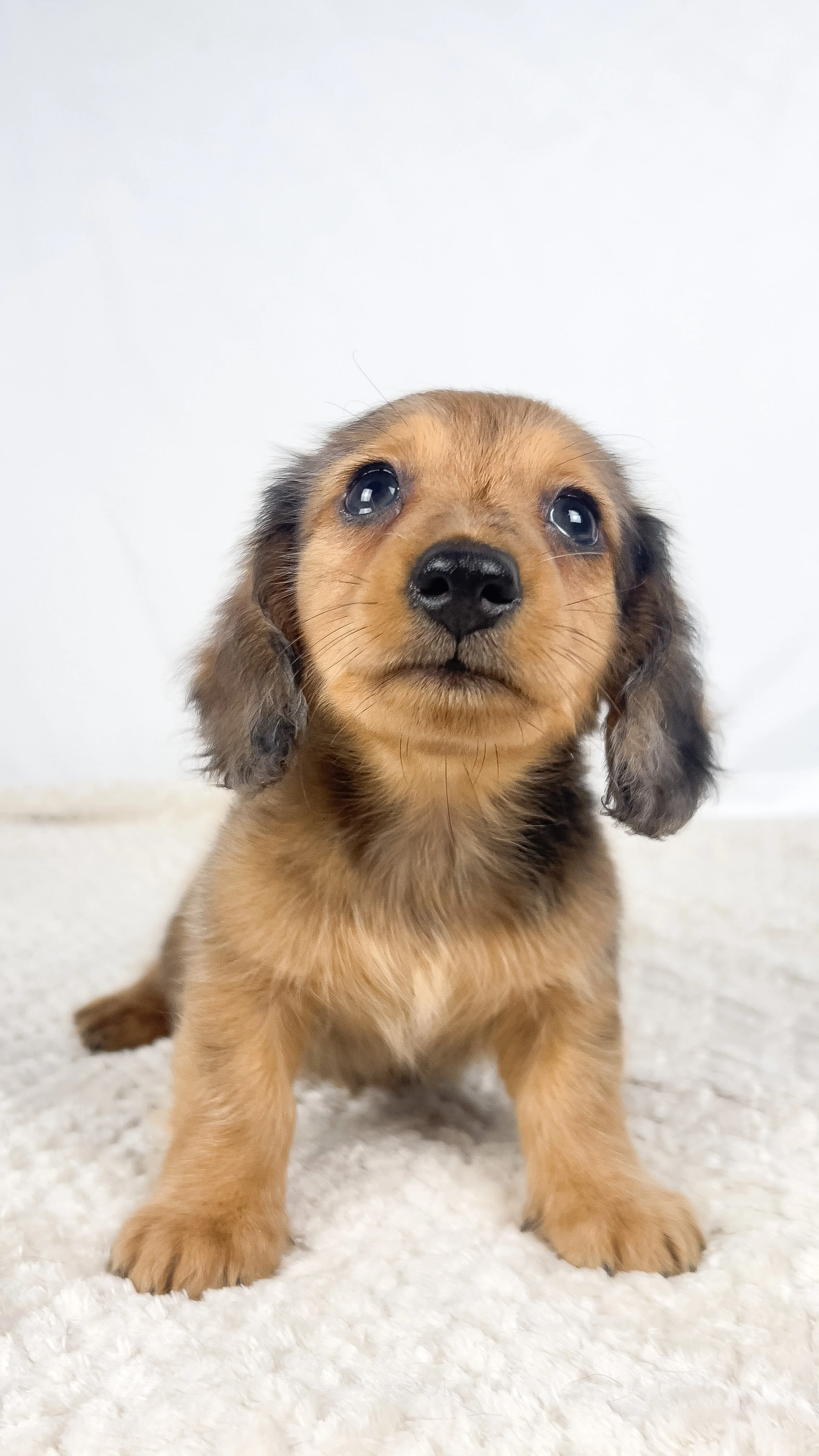Peanuts (RESERVED, longhaired boy)