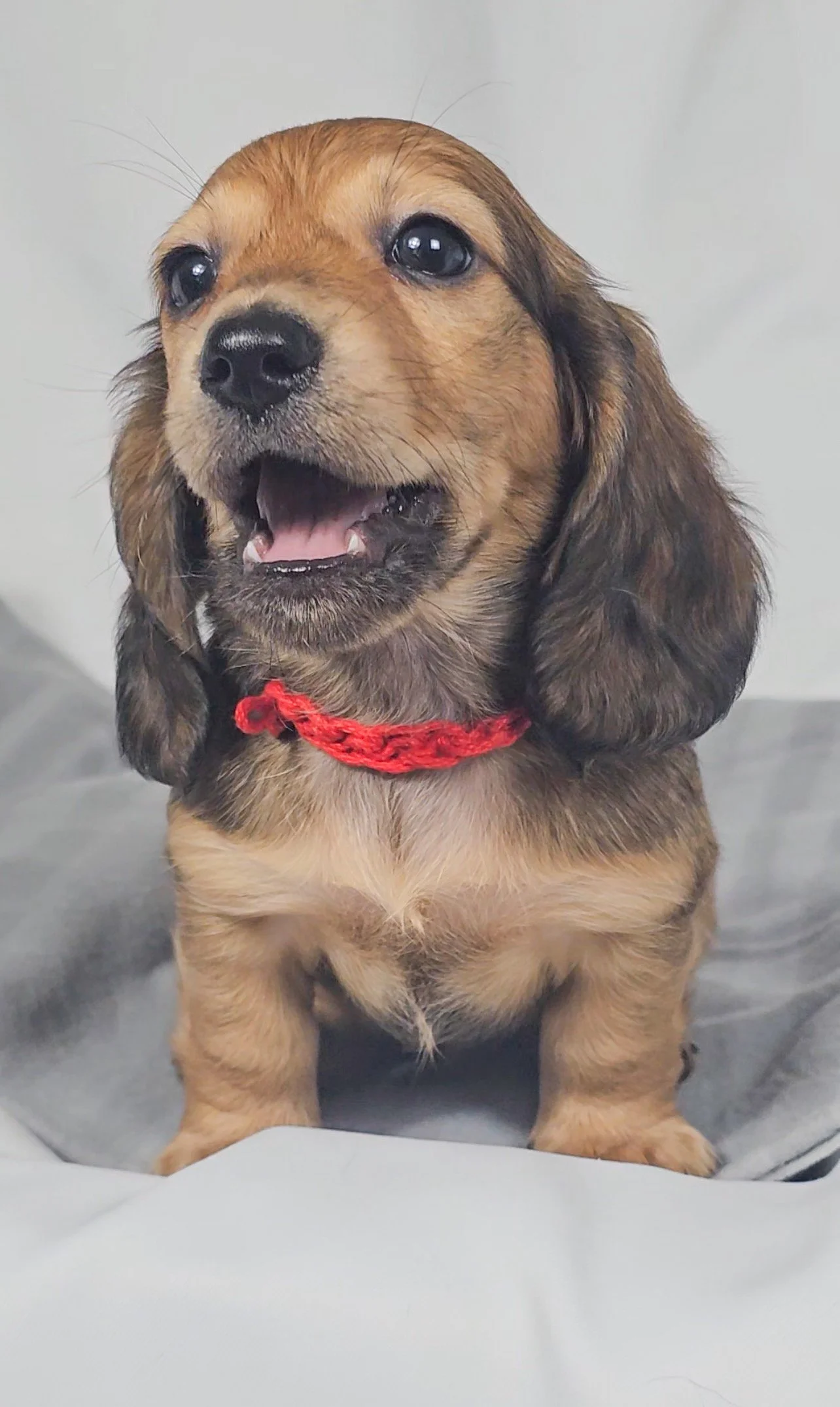 Patty aka Leo (RESERVED, longhaired boy)