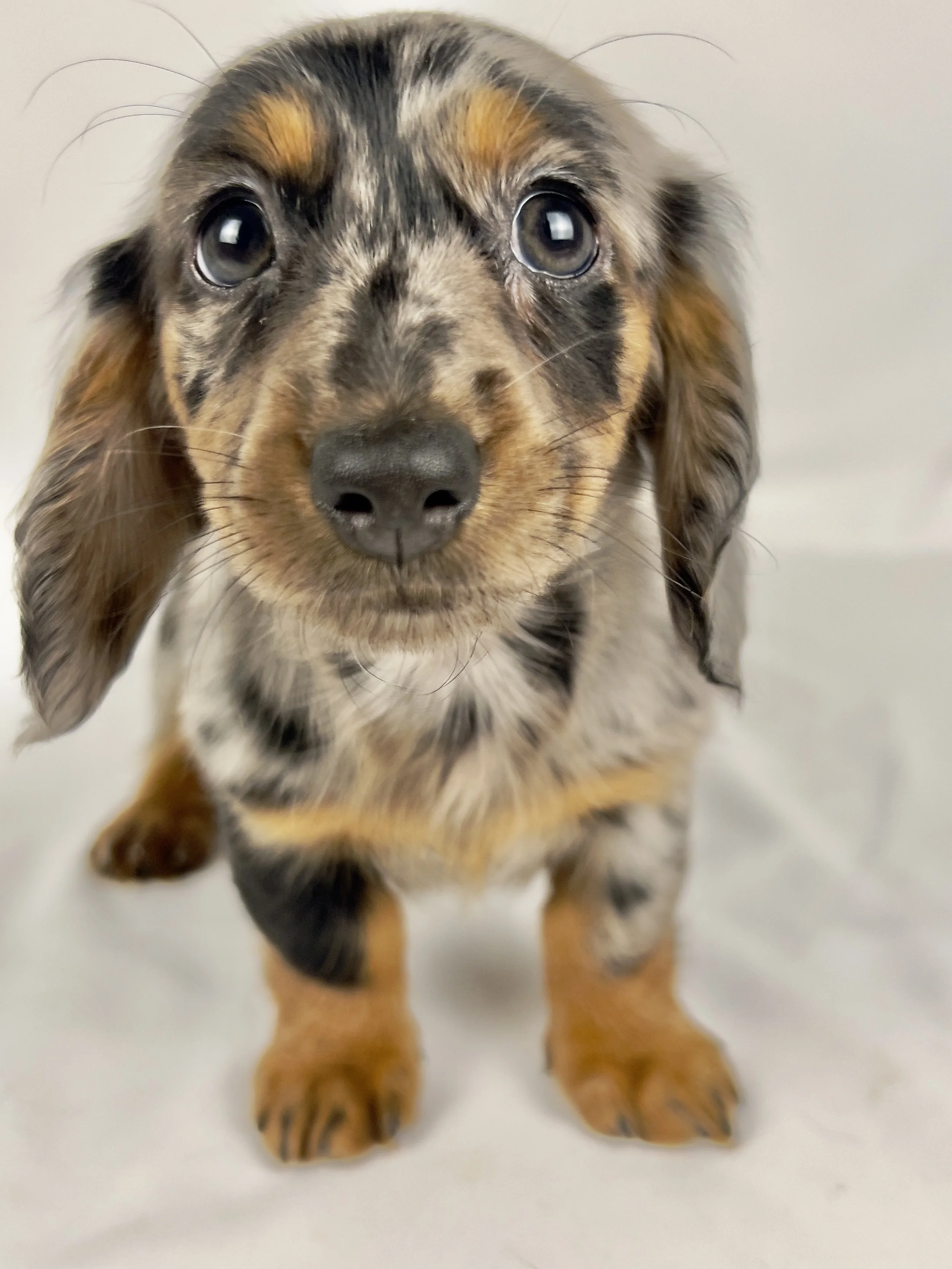 Egg aka Winnie (RESERVED, longhaired girl)