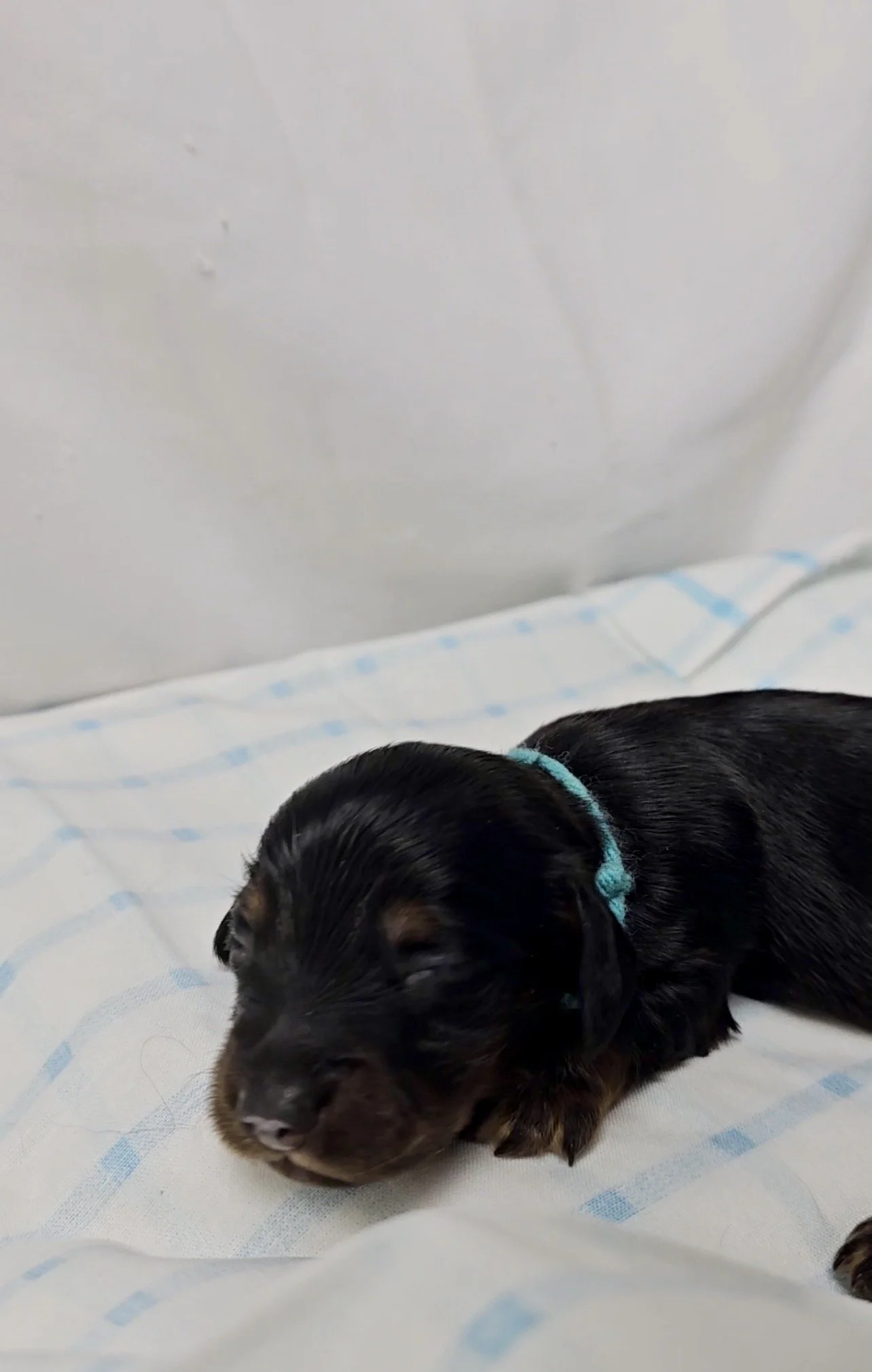 Jolly Rancher (longhaired boy, $2500 with a $500 deposit towards total)