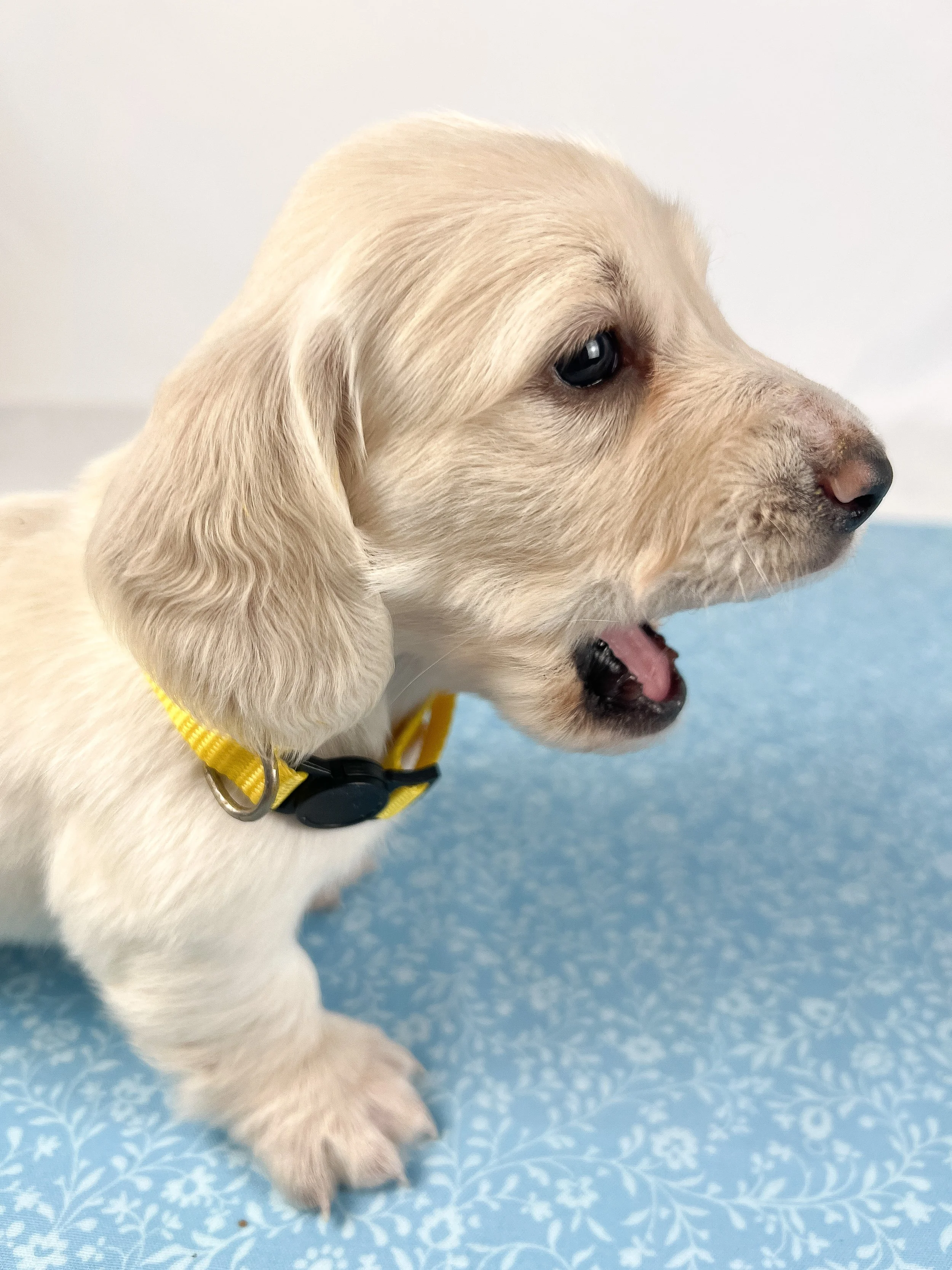 Mozzarella (longhaired boy, $4000 with a $500 deposit towards total)