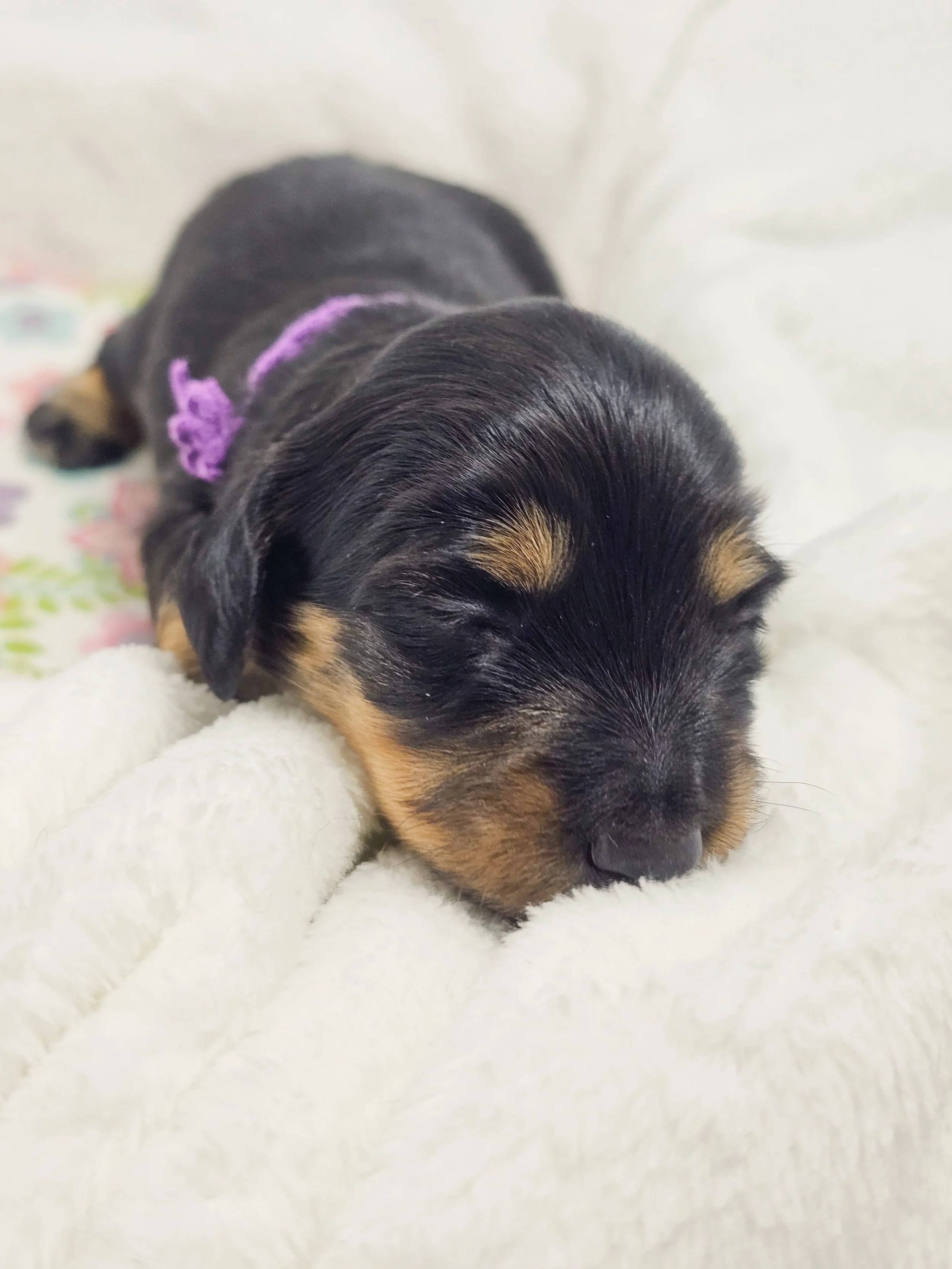 Shore (RESERVED, longhaired girl)