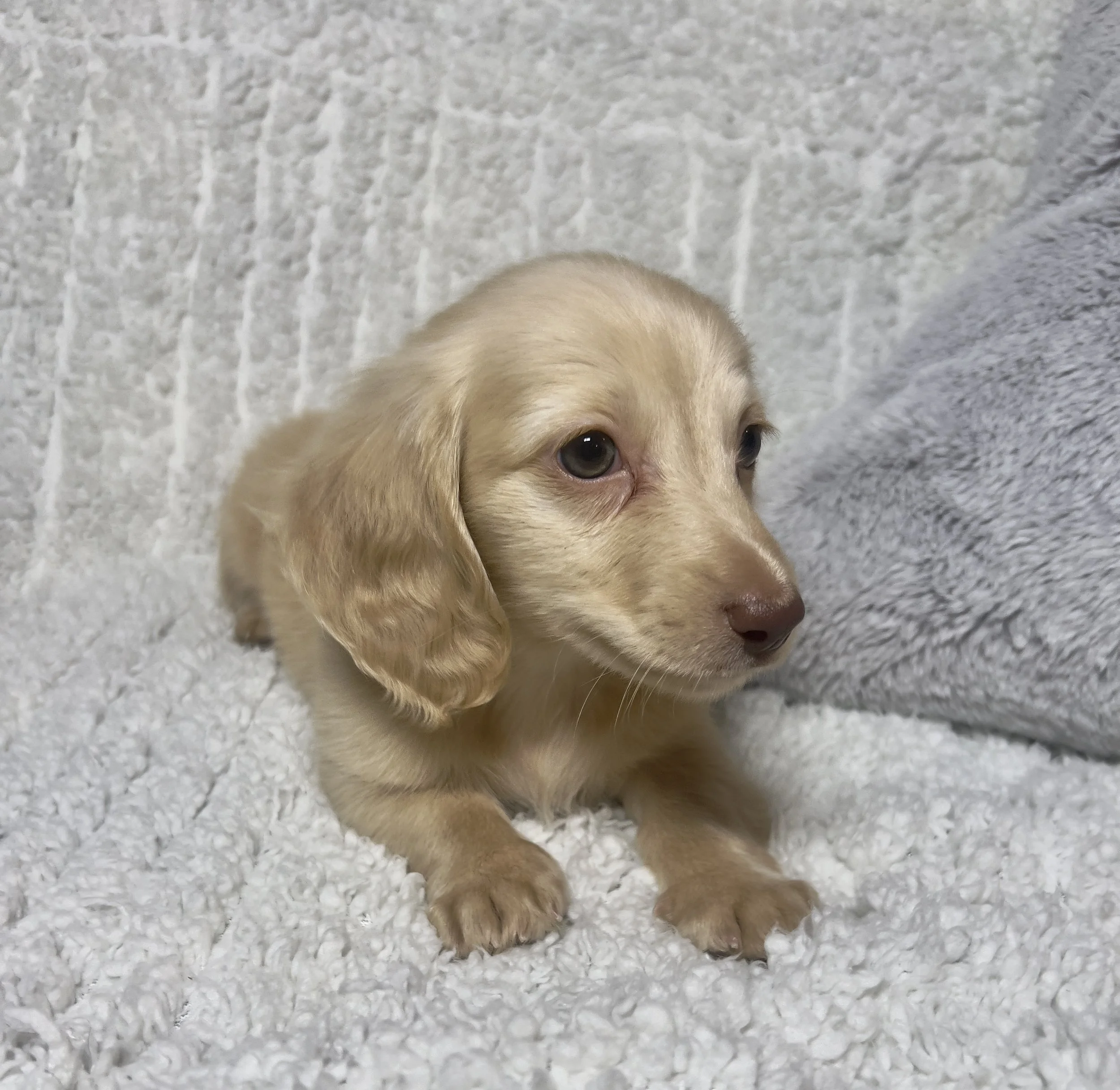 Fireworks aka Santi (RESERVED, longhaired boy)