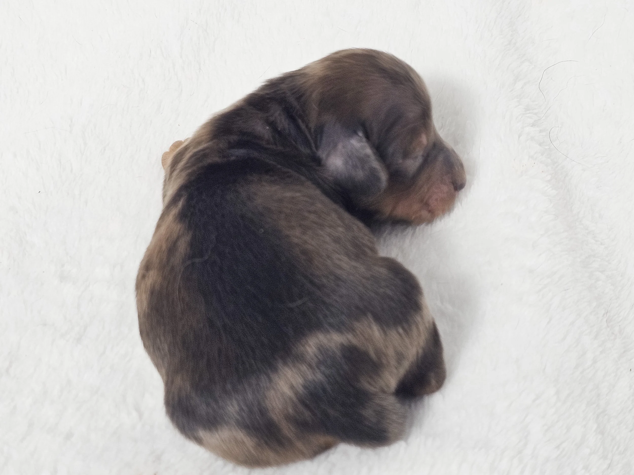 Fig (longhaired boy, $3000 with a $500 deposit towards total)