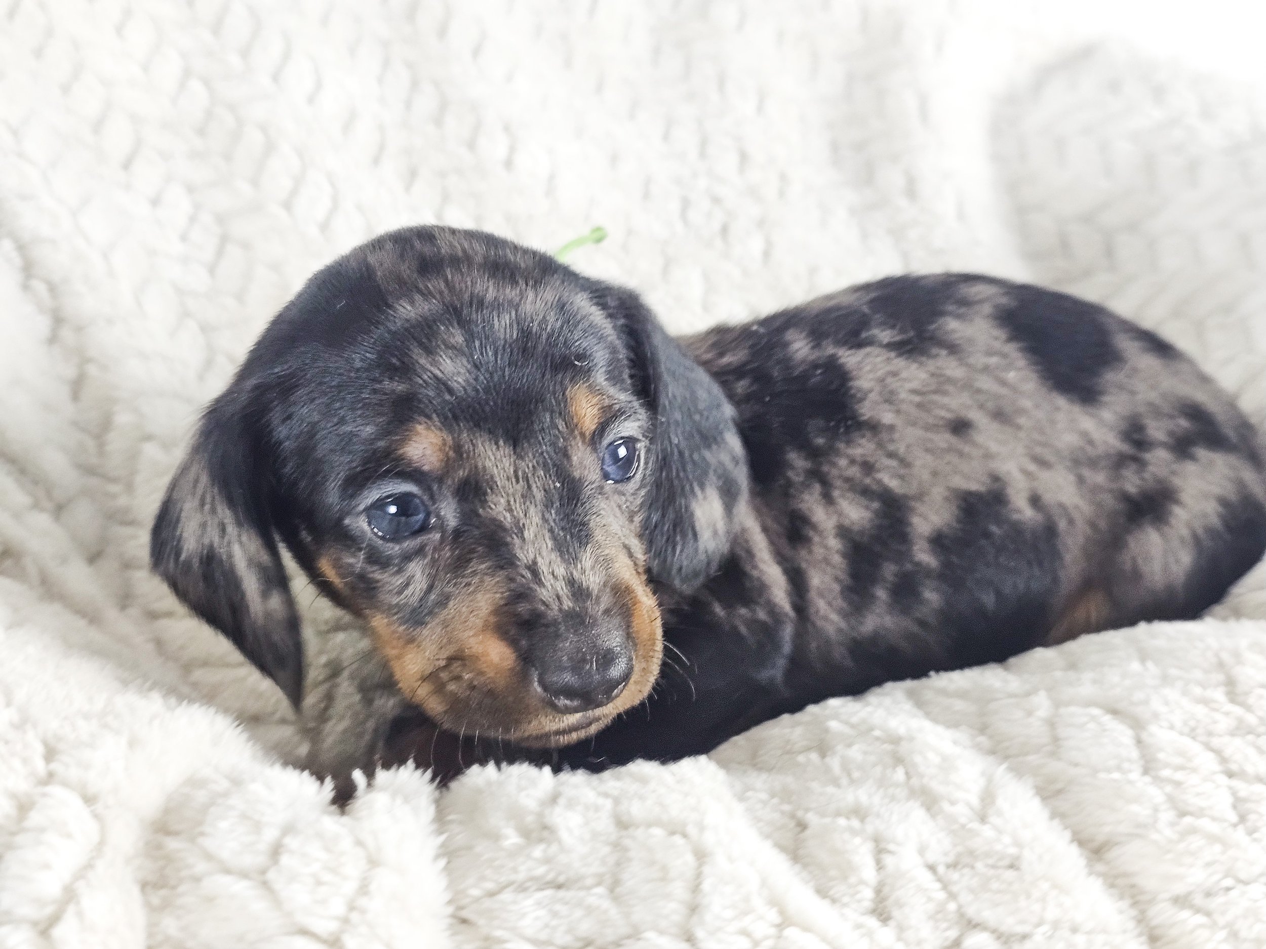 Lychee (shorthaired boy, $2500 with a $500 deposit towards total)