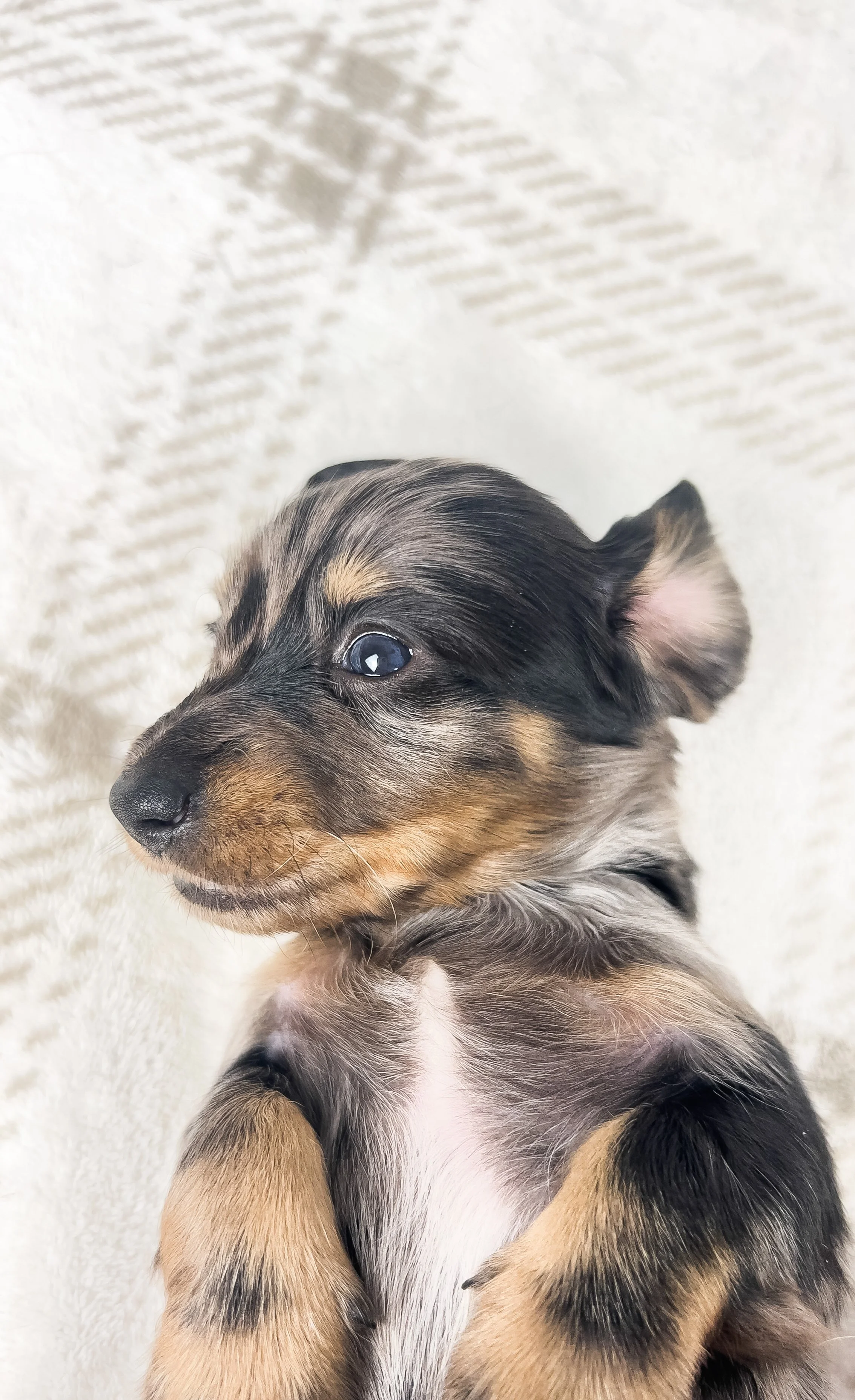 Strawberry aka Tank (RESERVED, longhaired boy)