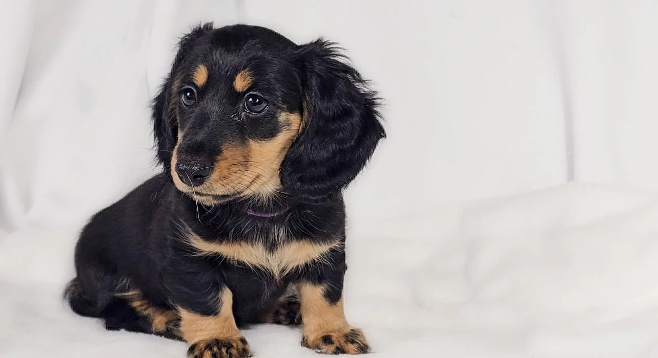 Shore aka Vienna (RESERVED, longhaired girl)