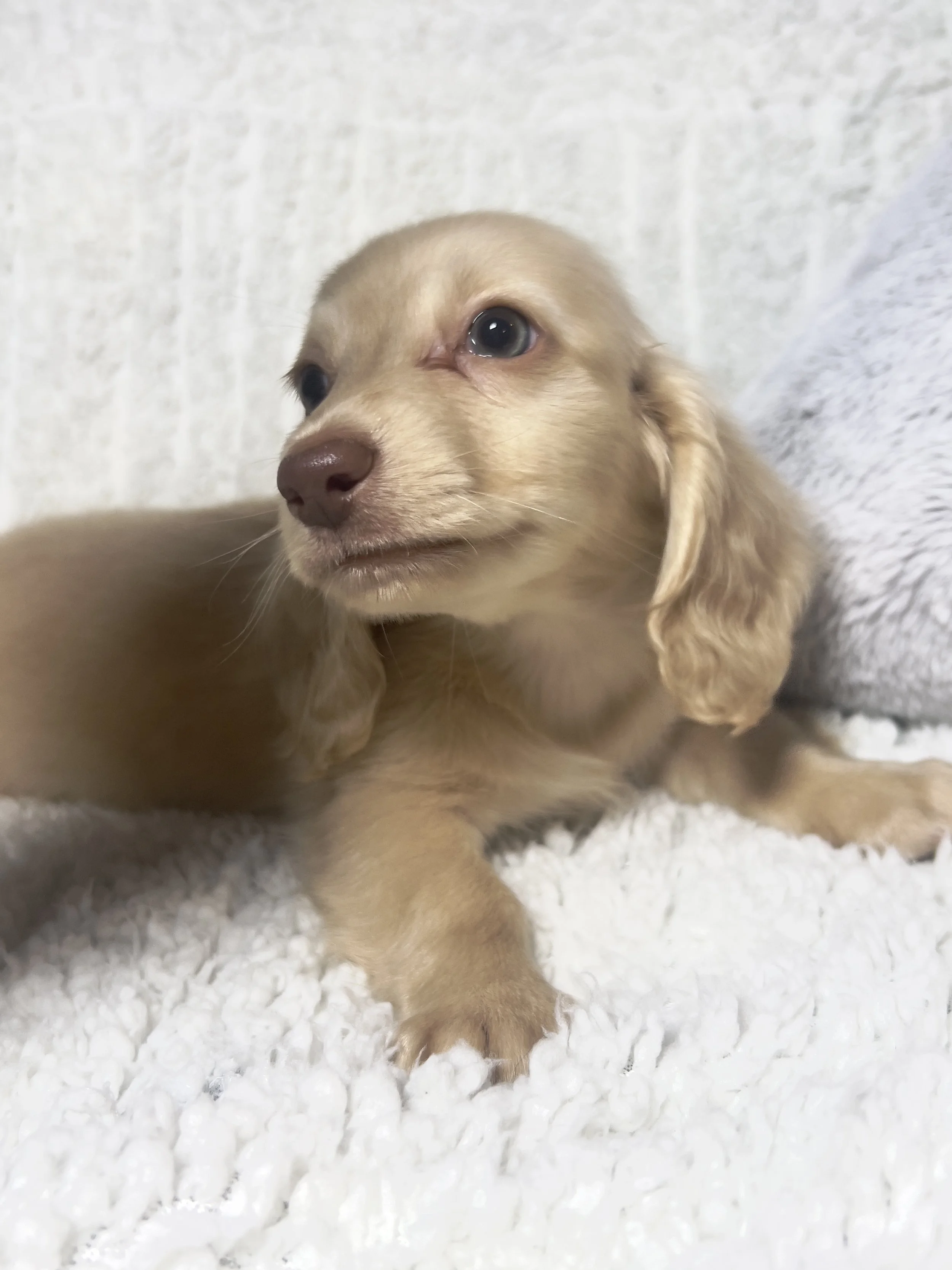 Fireworks aka Santi (RESERVED, longhaired boy)