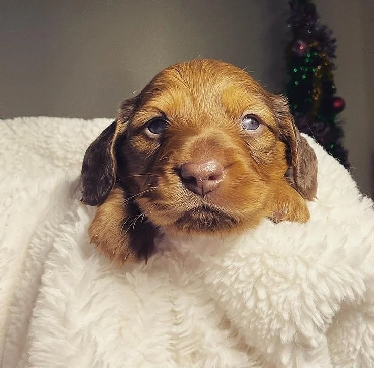 Chase and Emmy 1st litter (Boy)