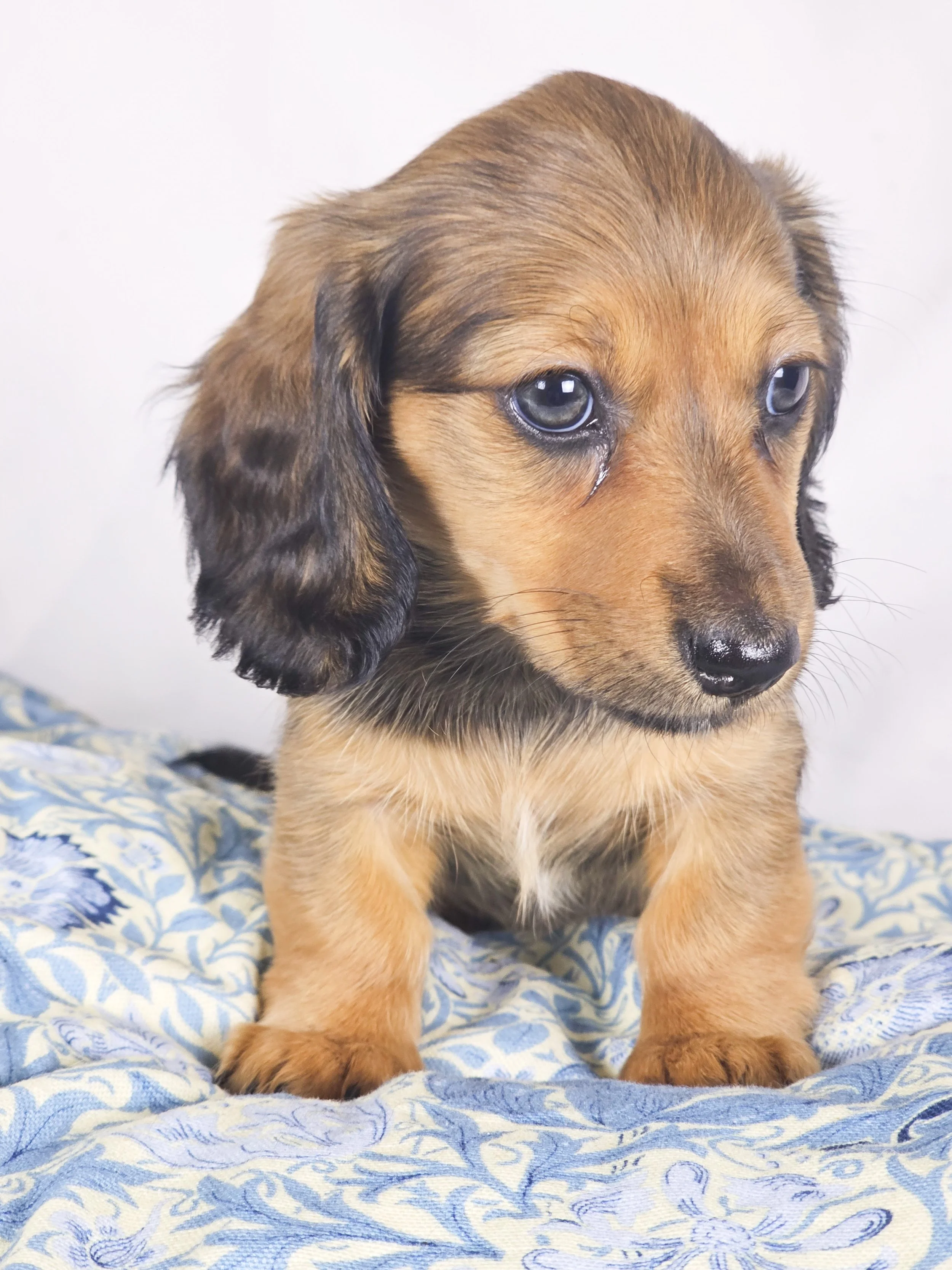 Wavy aka Tate (RESERVED, longhaired girl)