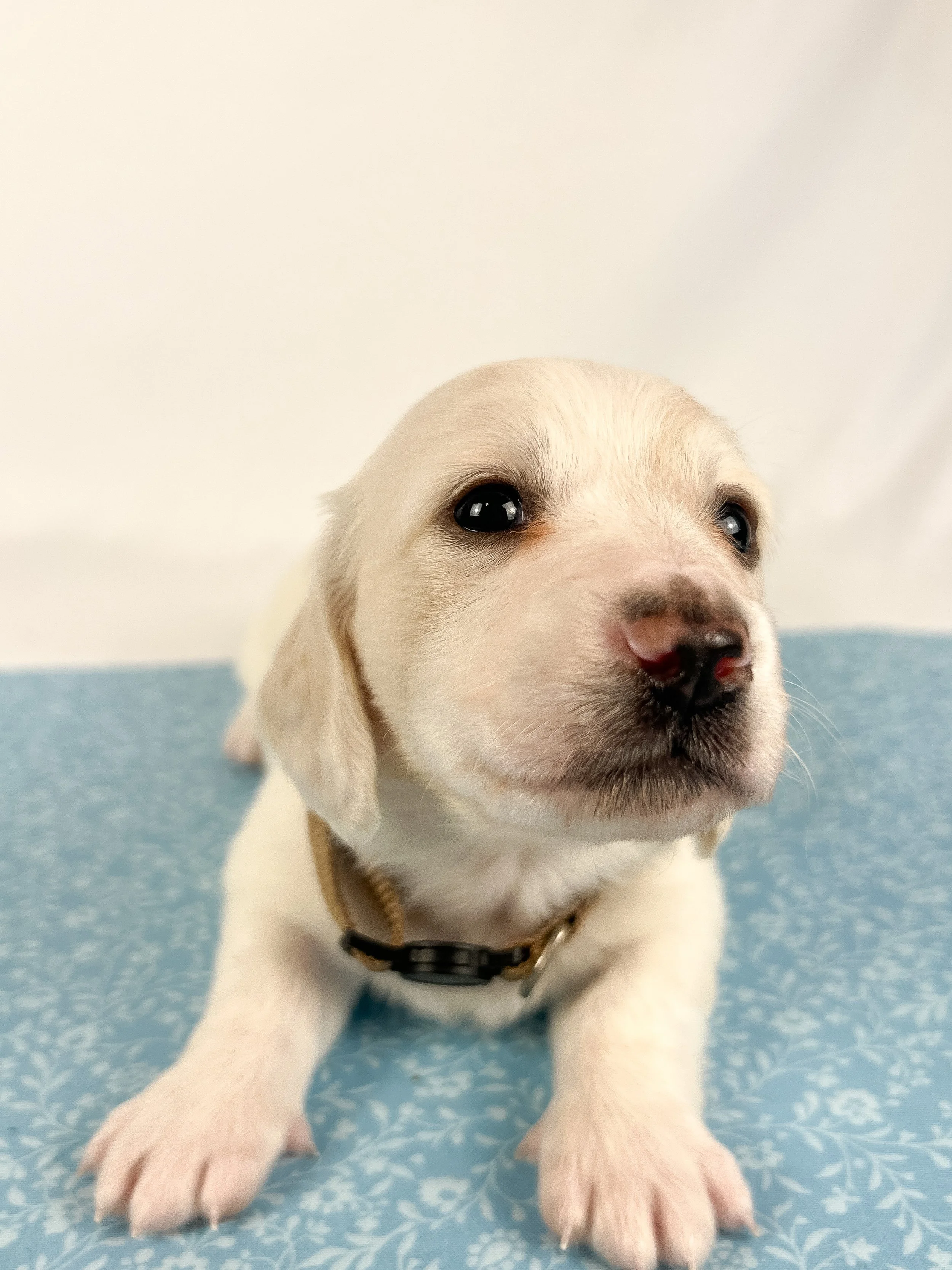 Pepperjack (longhaired boy, $4000 with a $500 deposit towards total)