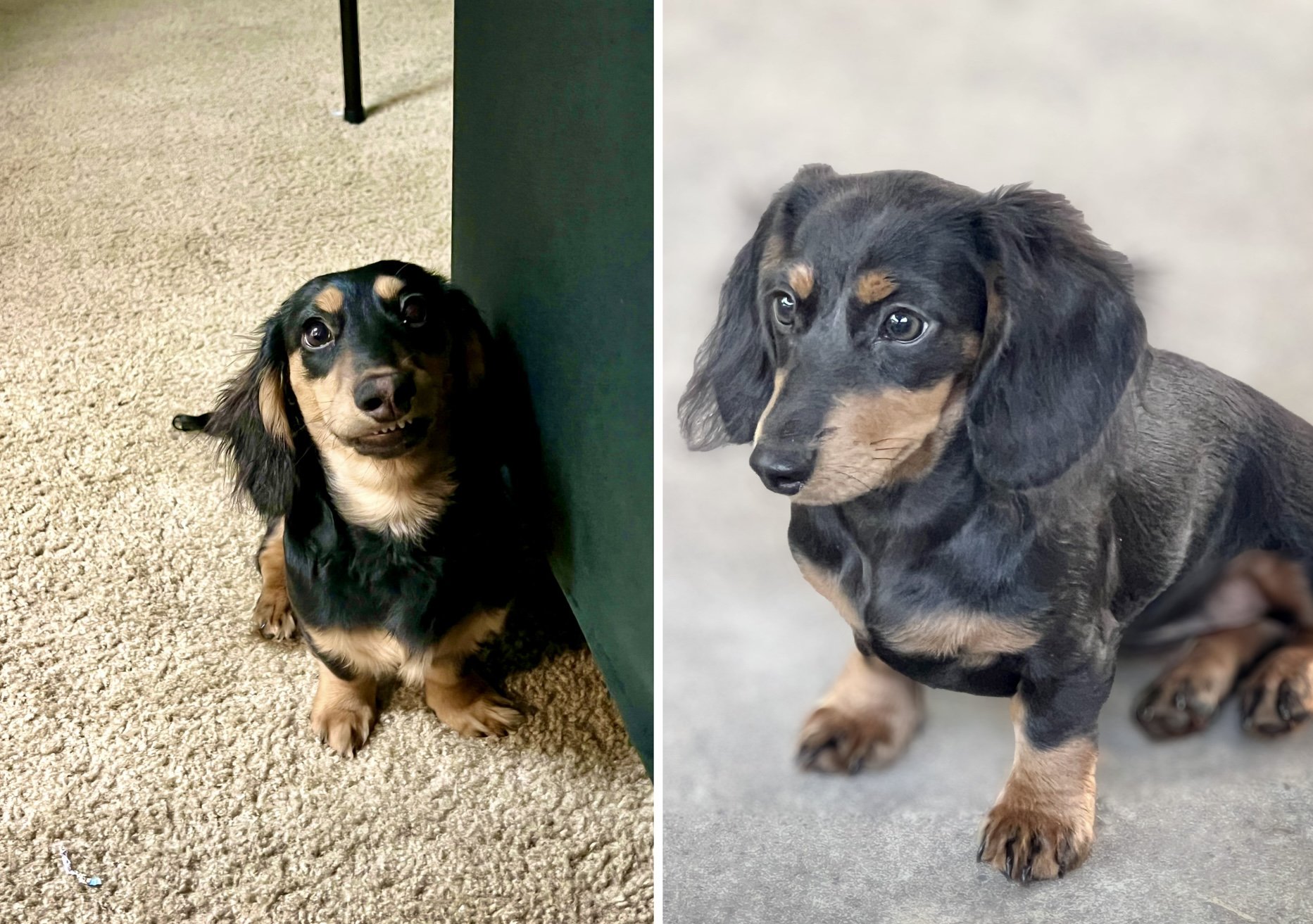 Side-by-side photos of two long-haired dachshund puppies with brown and black fur, both sitting on carpeted floors indoors.