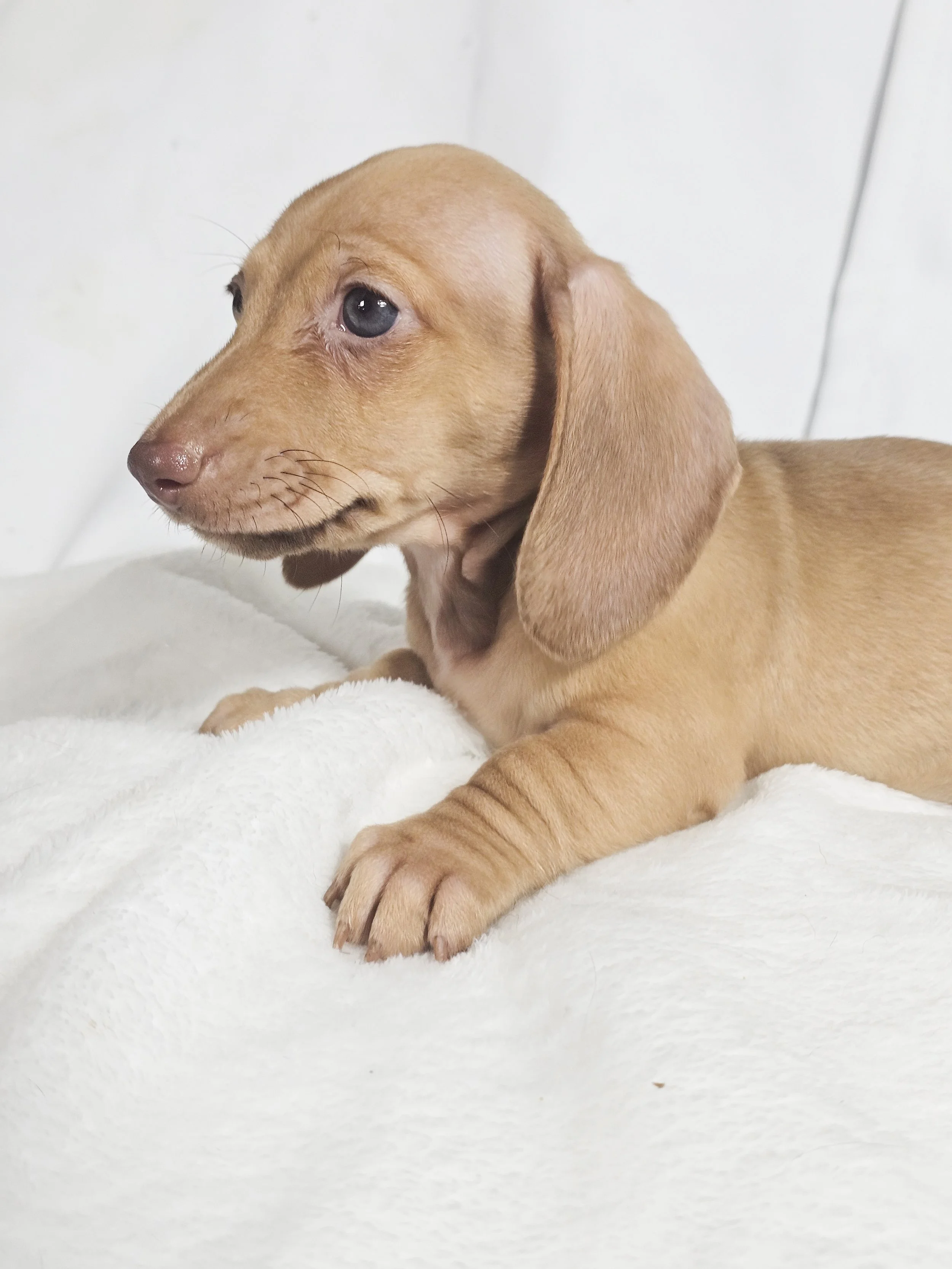 Scoops (RESERVED, shorthaired girl)