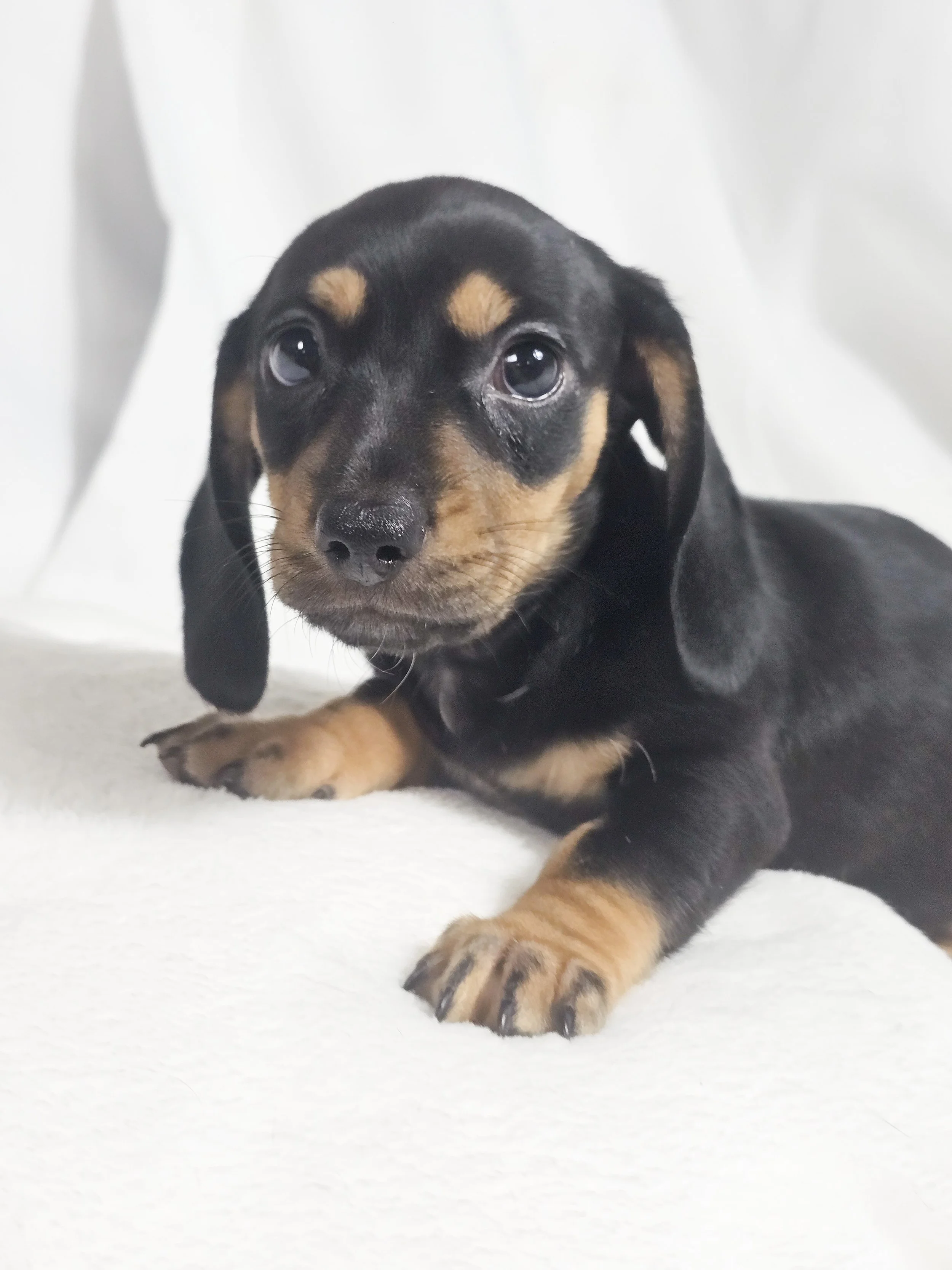 Flamin hot (RESERVED, shorthaired boy)
