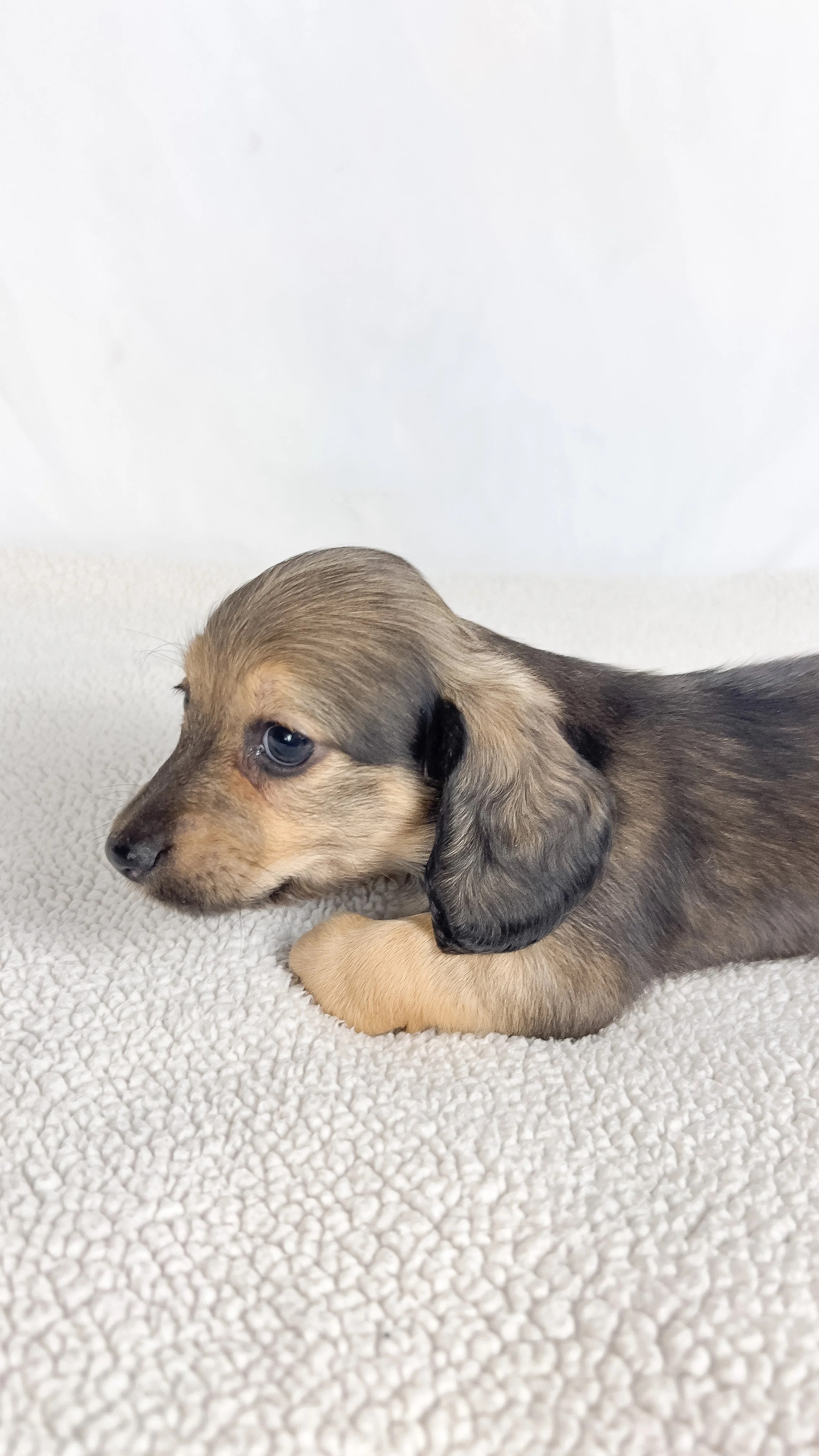 Slice (longhaired boy, $3000 with a $500 deposit towards total)