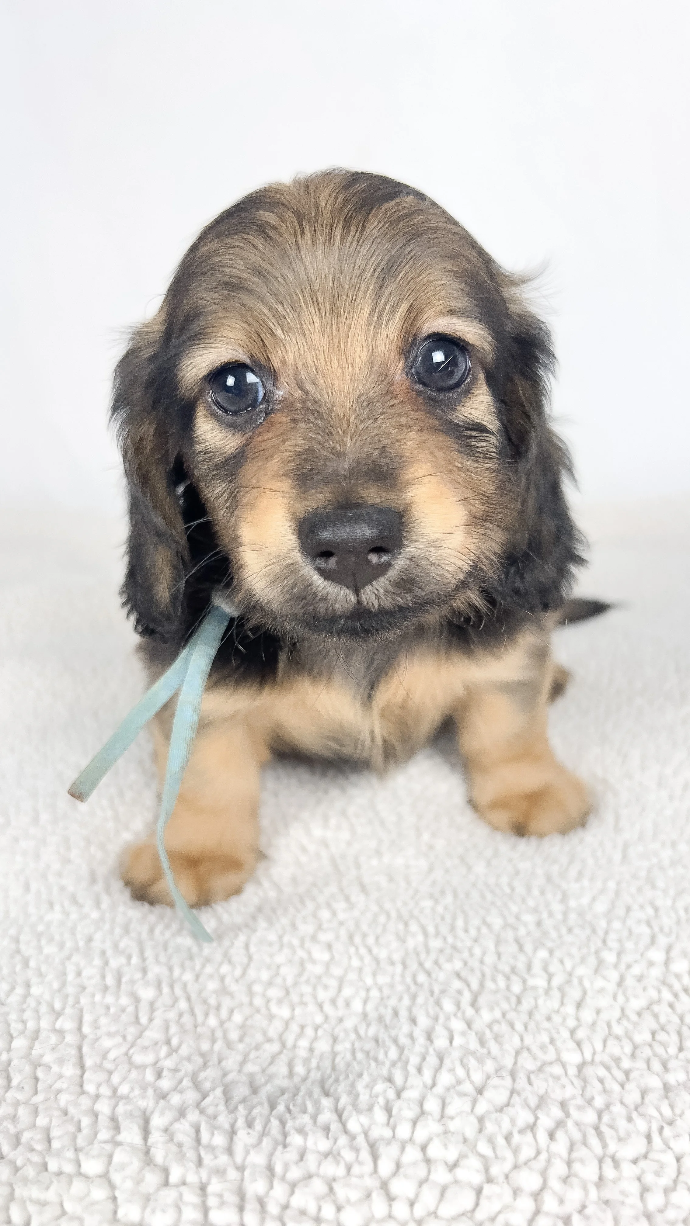 Coca-cola aka Walter (RESERVED, longhaired boy)