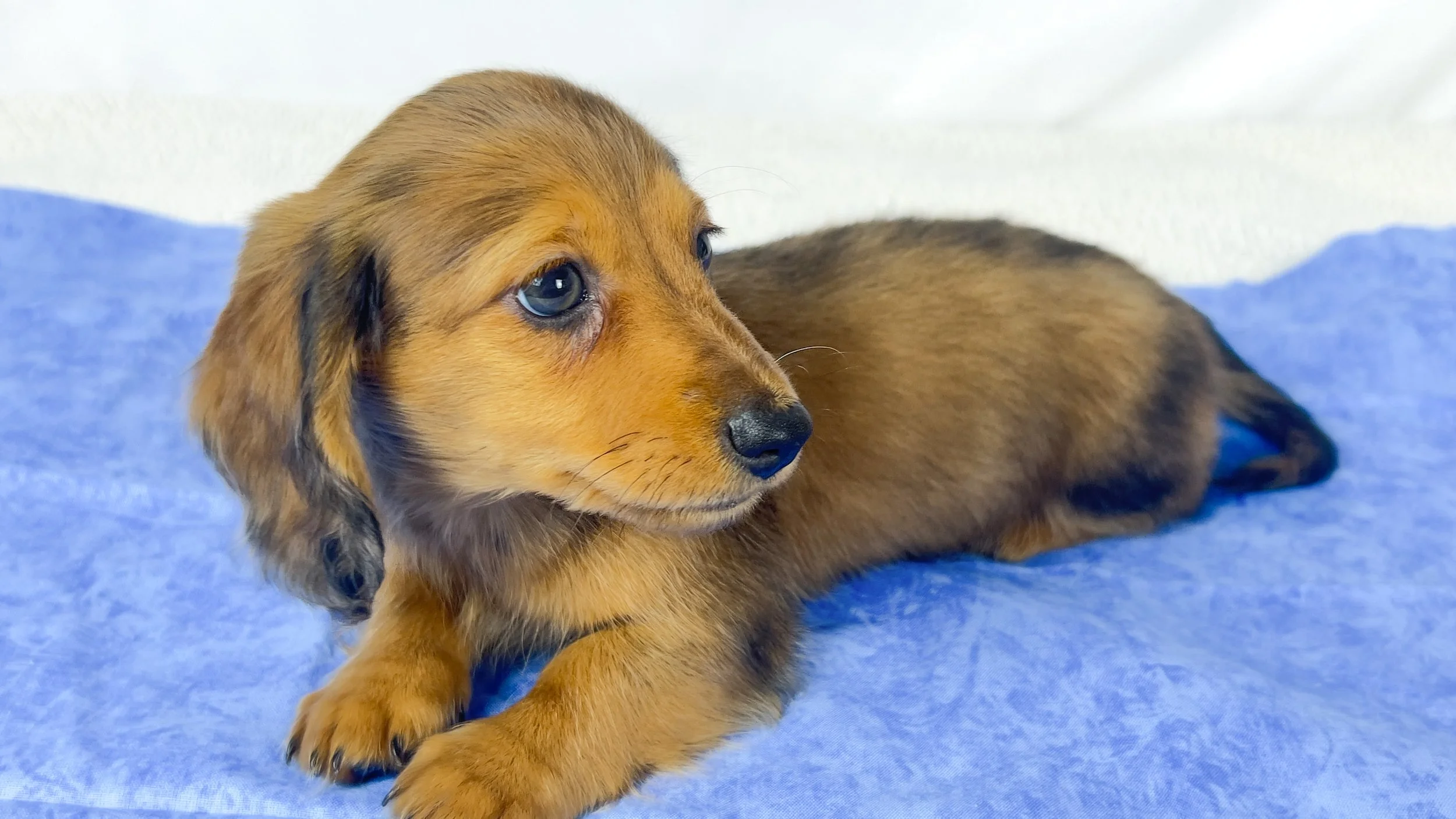 Peanuts (RESERVED, longhaired boy)
